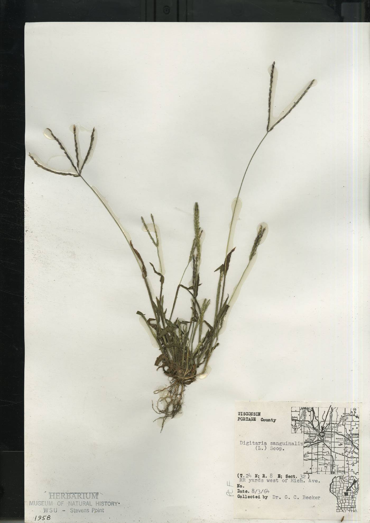 Digitaria sanguinalis image