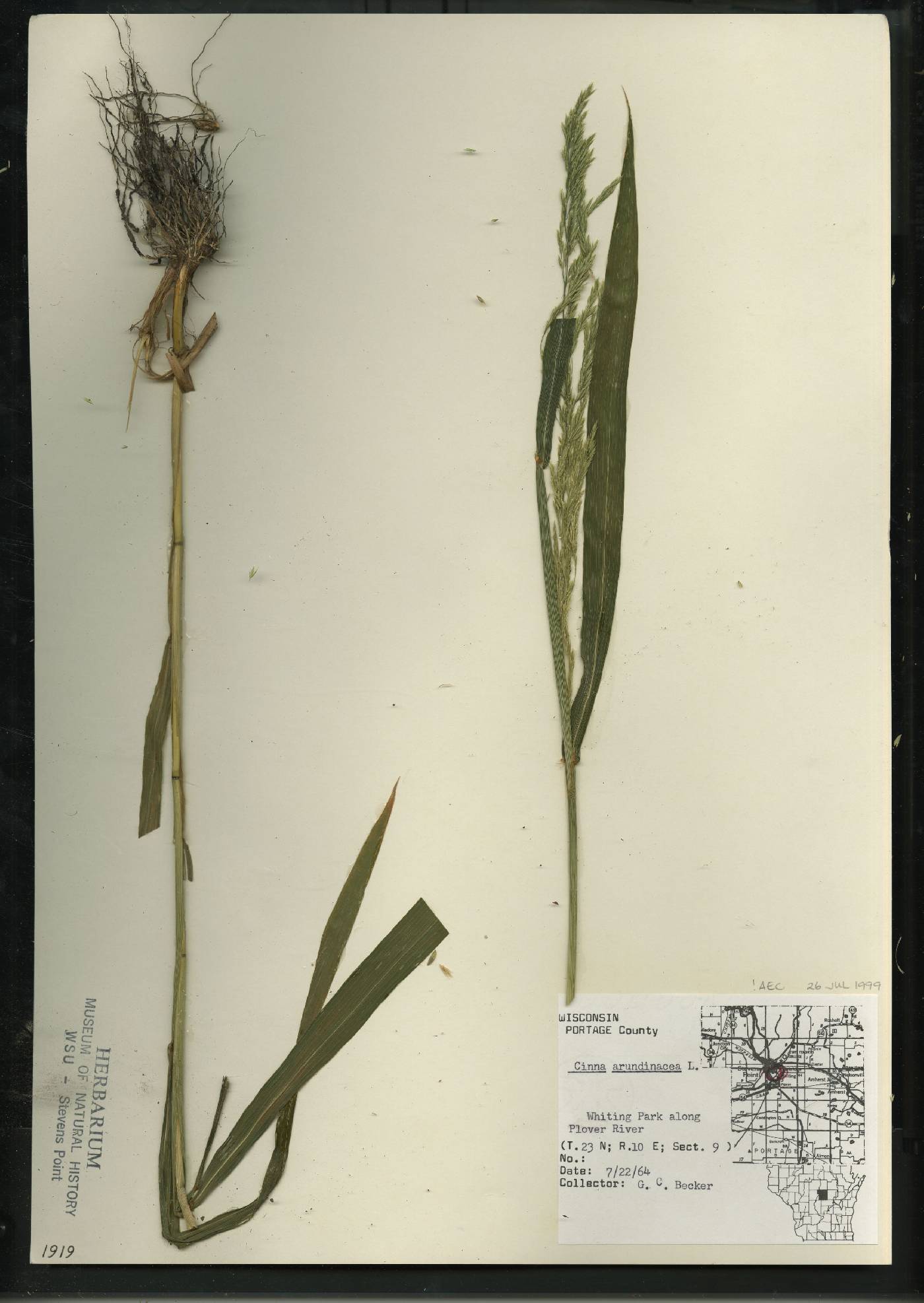 Cinna arundinacea image