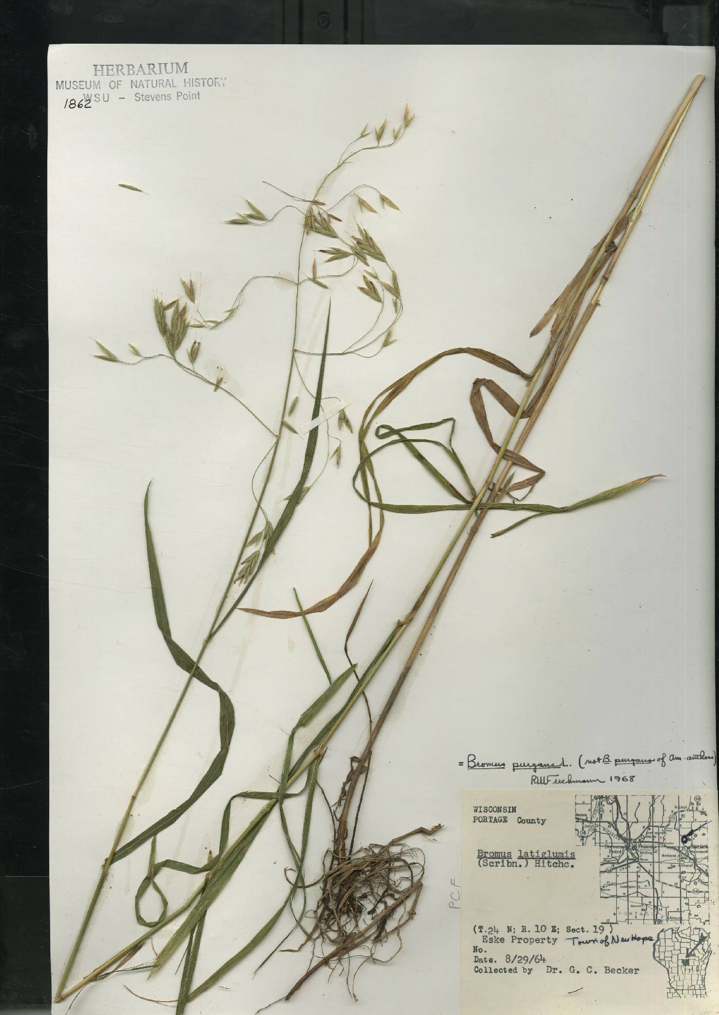 Bromus pubescens image