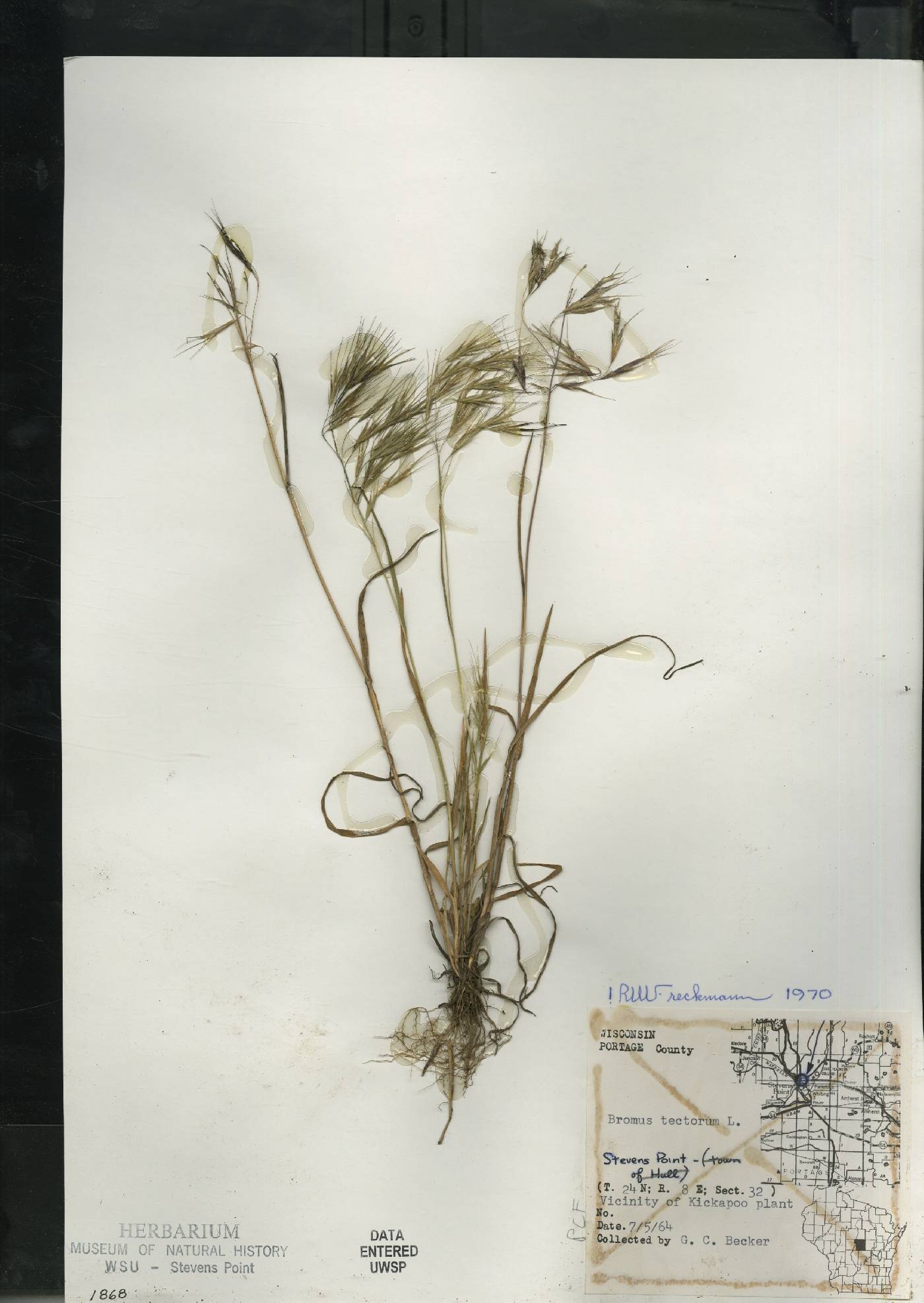 Bromus tectorum image