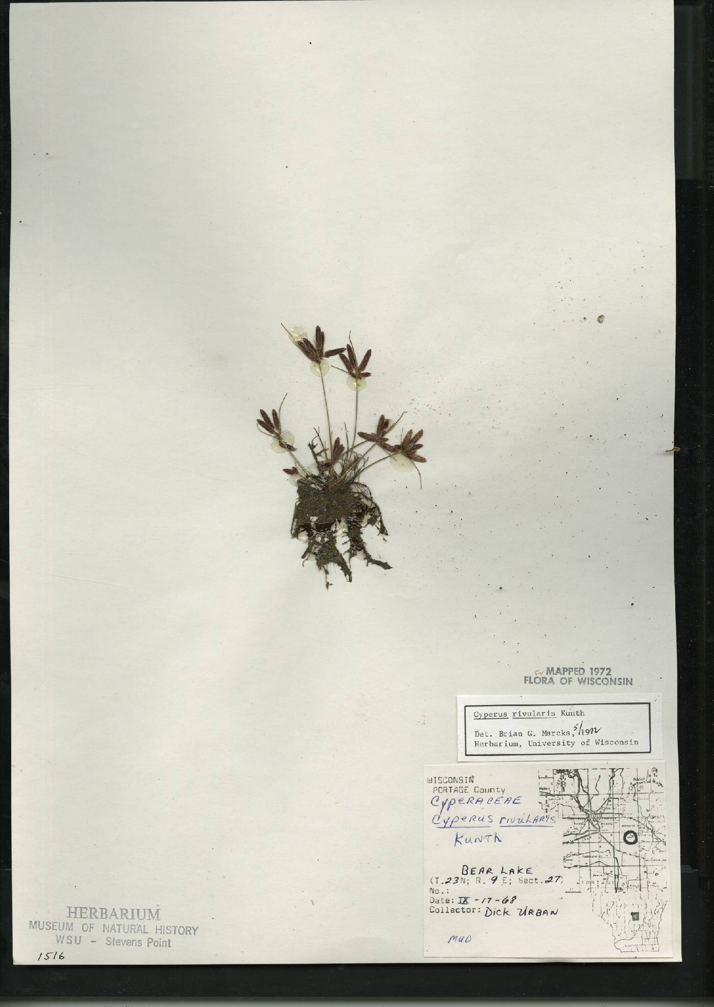 Cyperus bipartitus image
