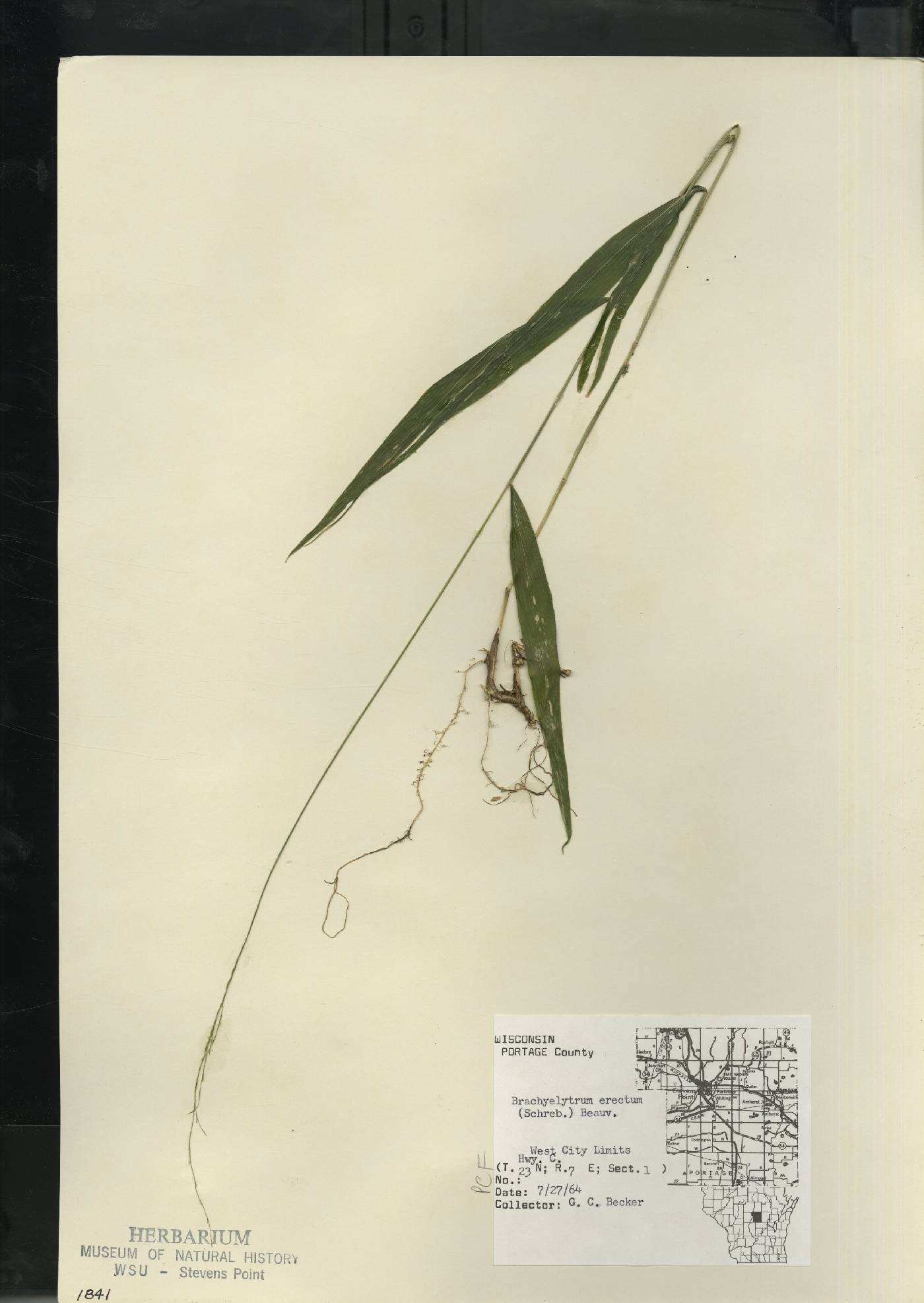 Brachyelytrum aristosum image