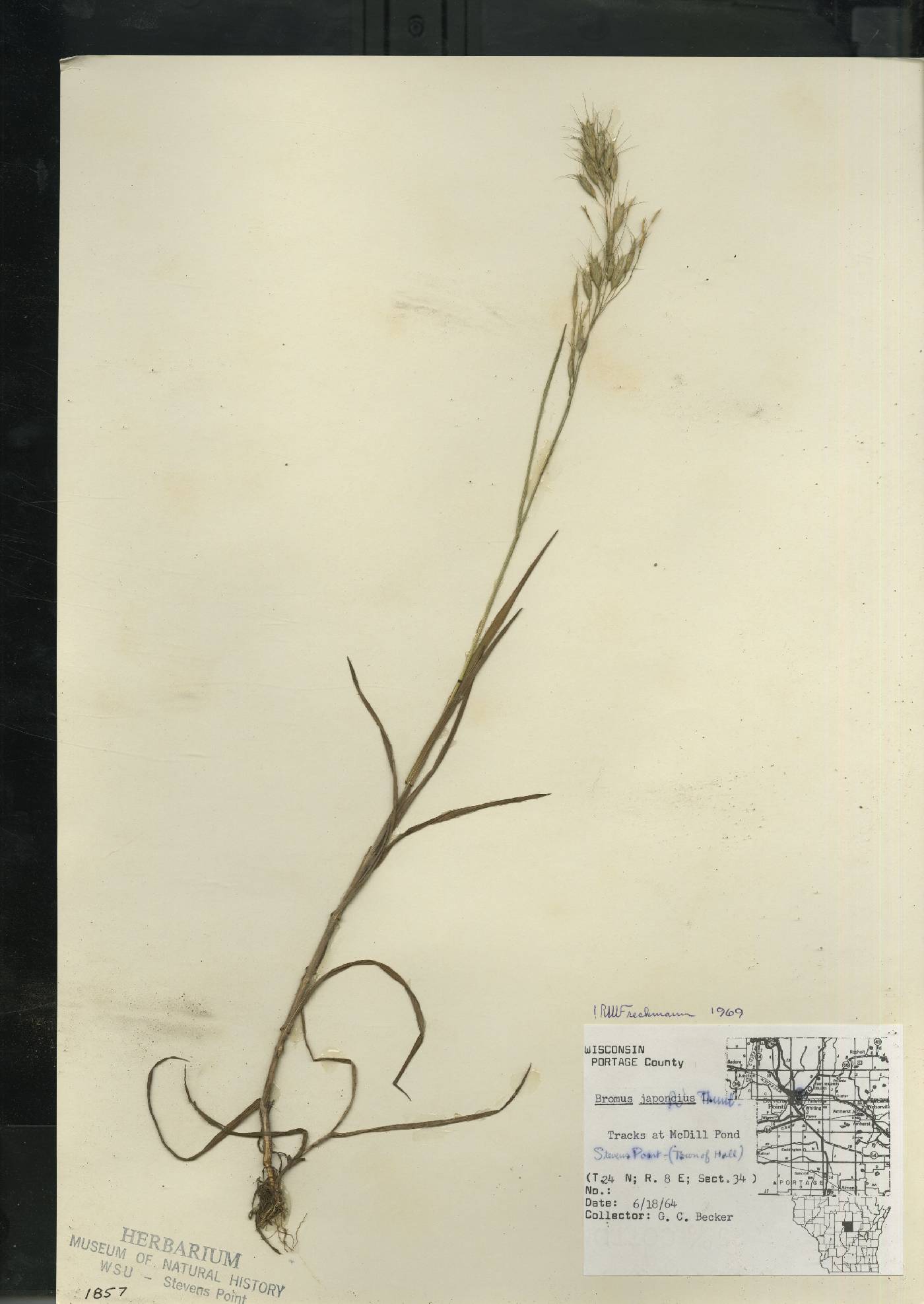 Bromus arvensis image