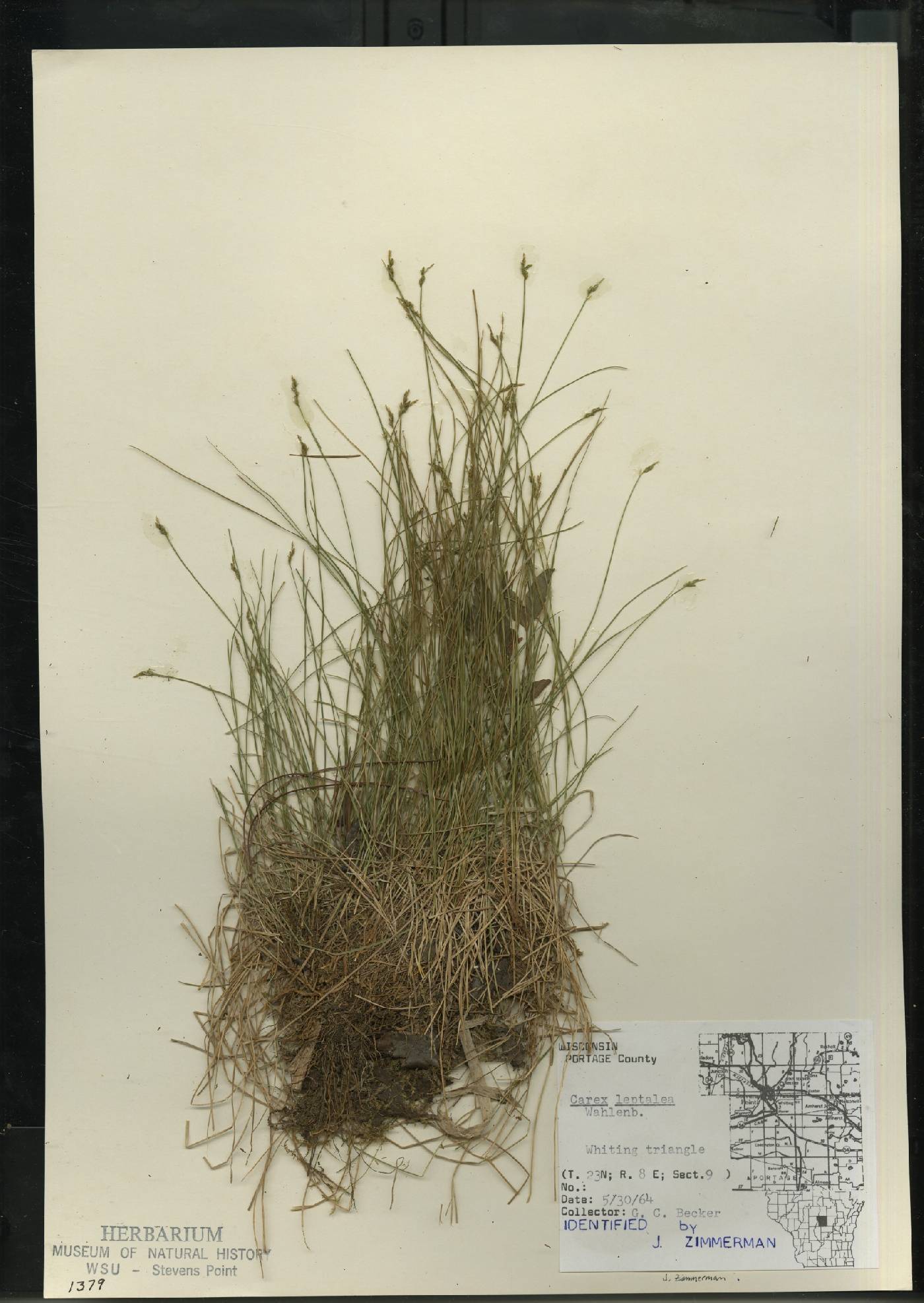 Carex leptalea subsp. leptalea image