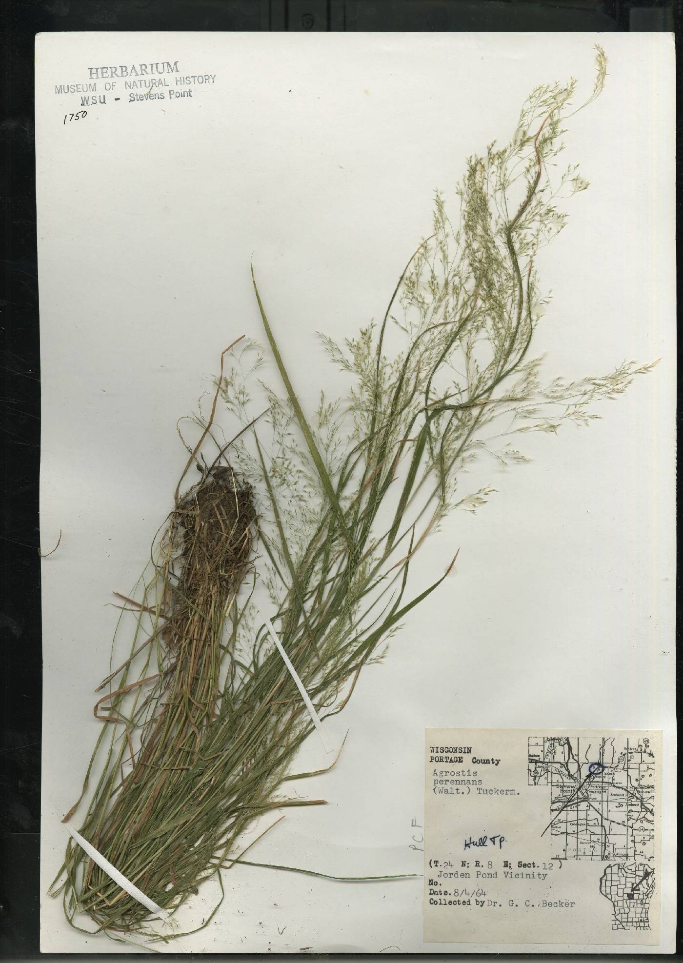 Agrostis perennans var. perennans image
