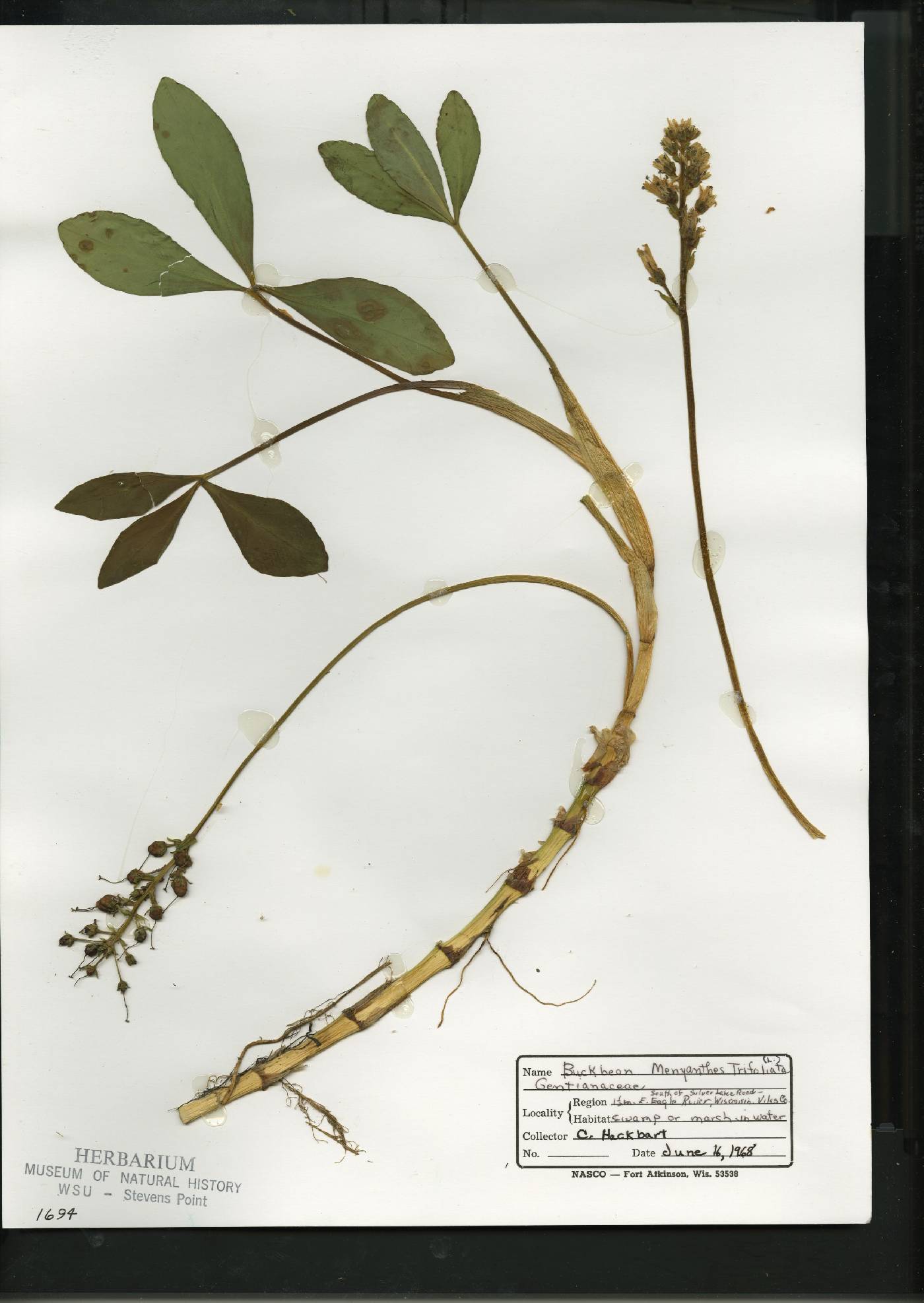 Menyanthes trifoliata image