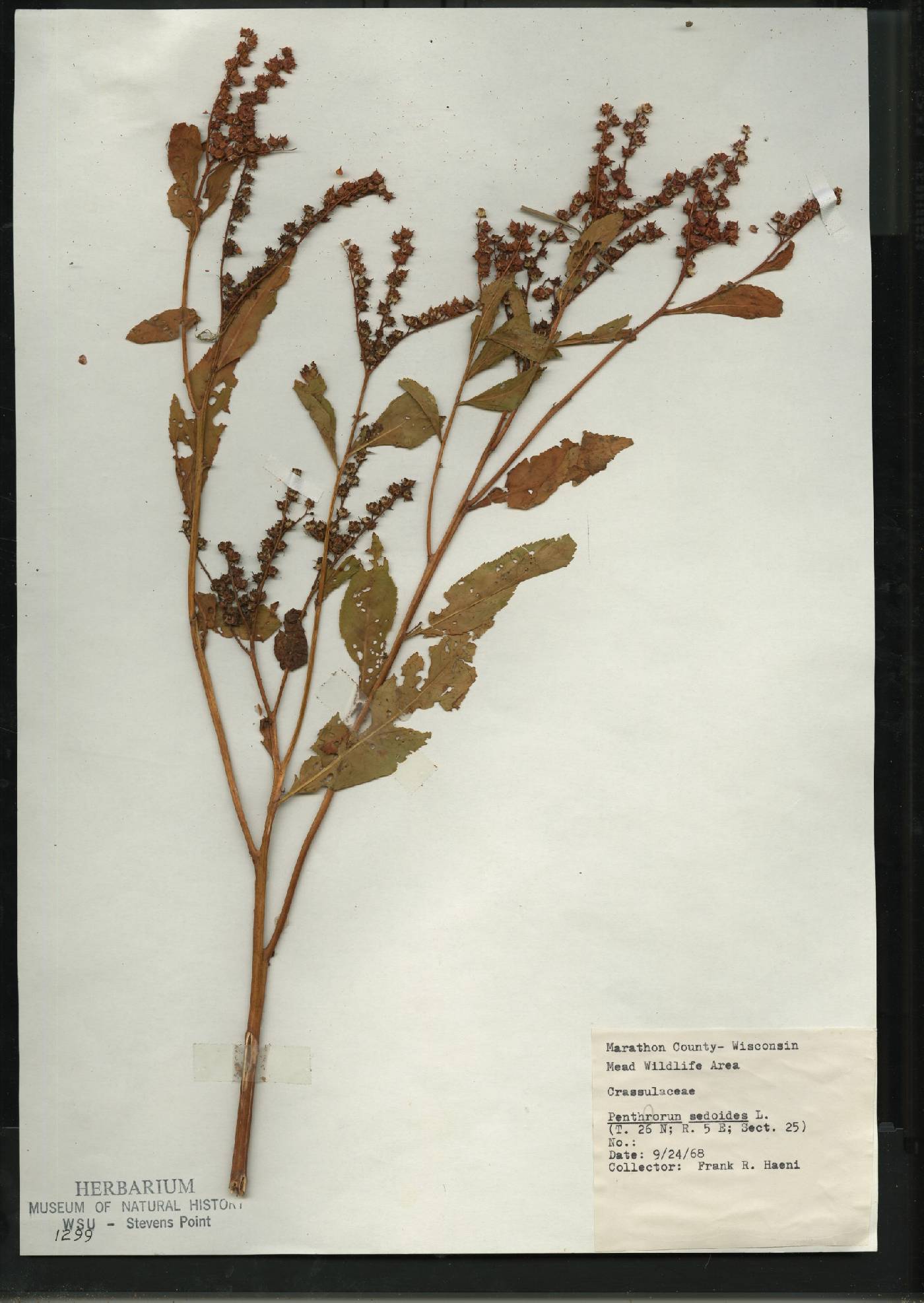 Penthorum sedoides image