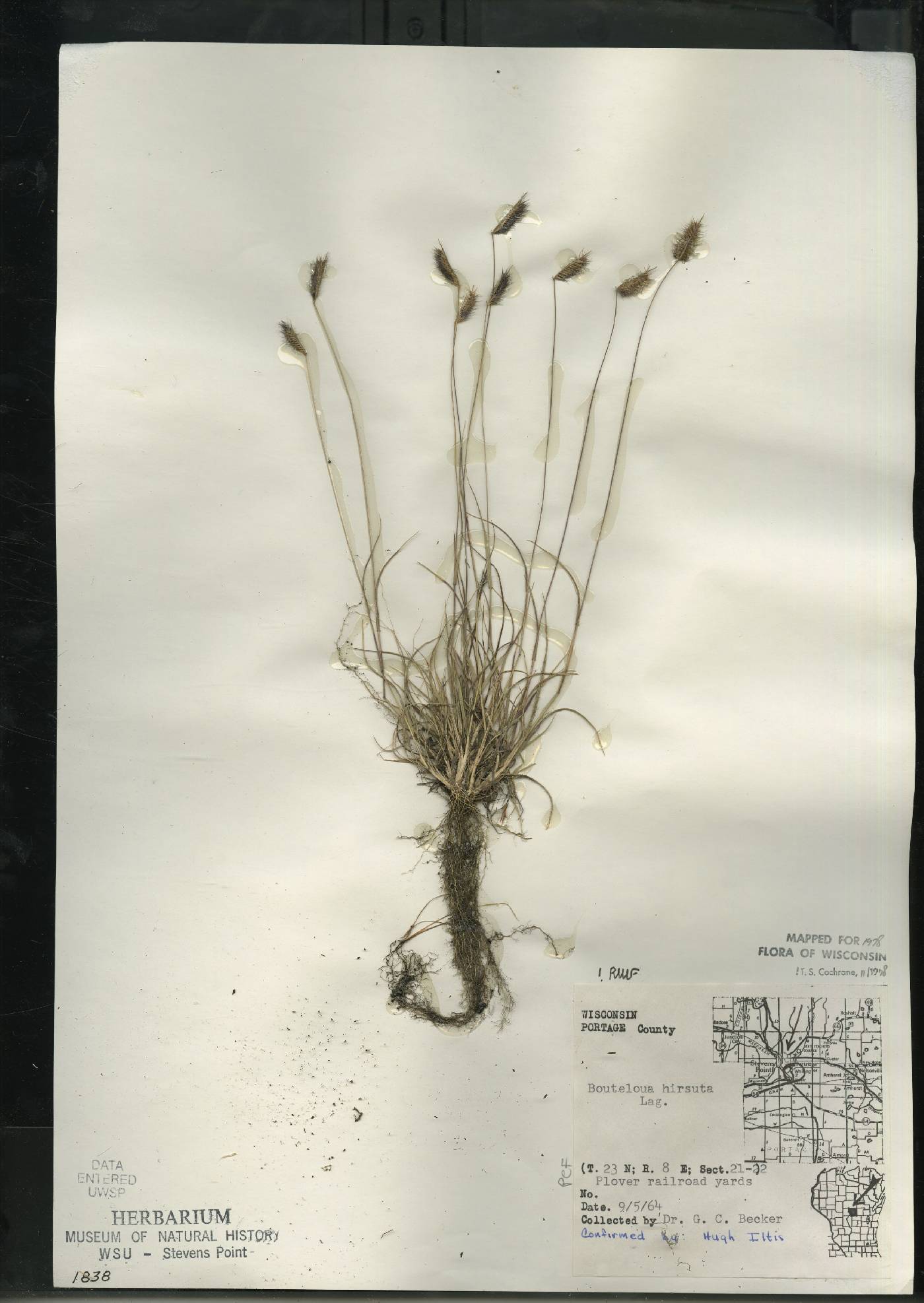 Bouteloua hirsuta subsp. hirsuta image