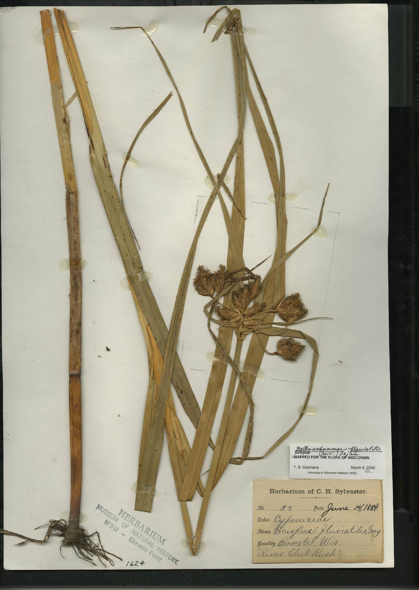 Bolboschoenus fluviatilis image