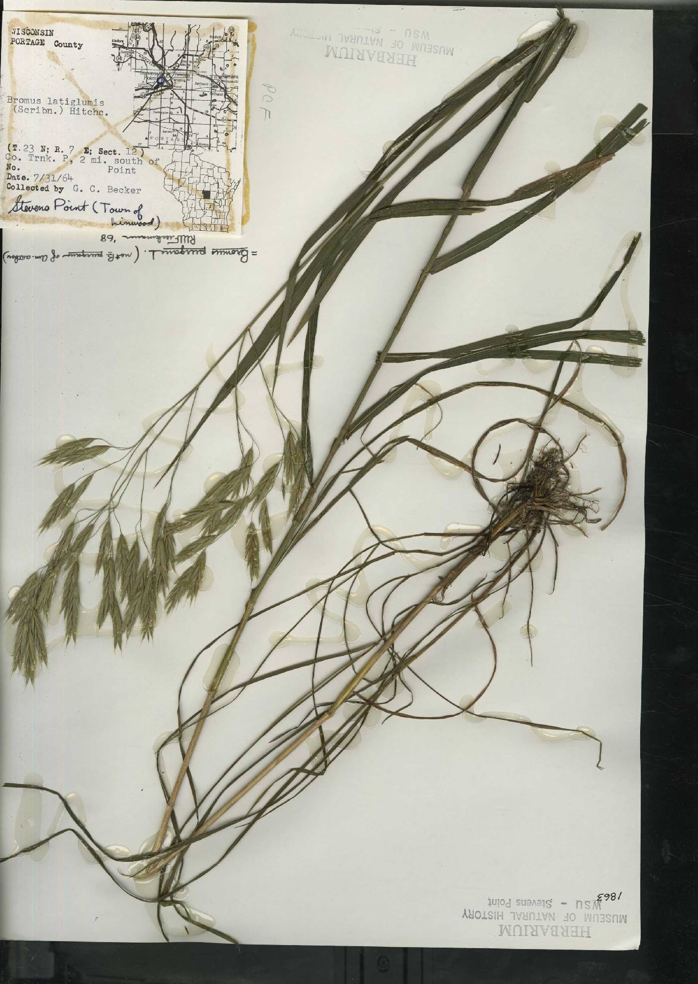 Bromus pubescens image