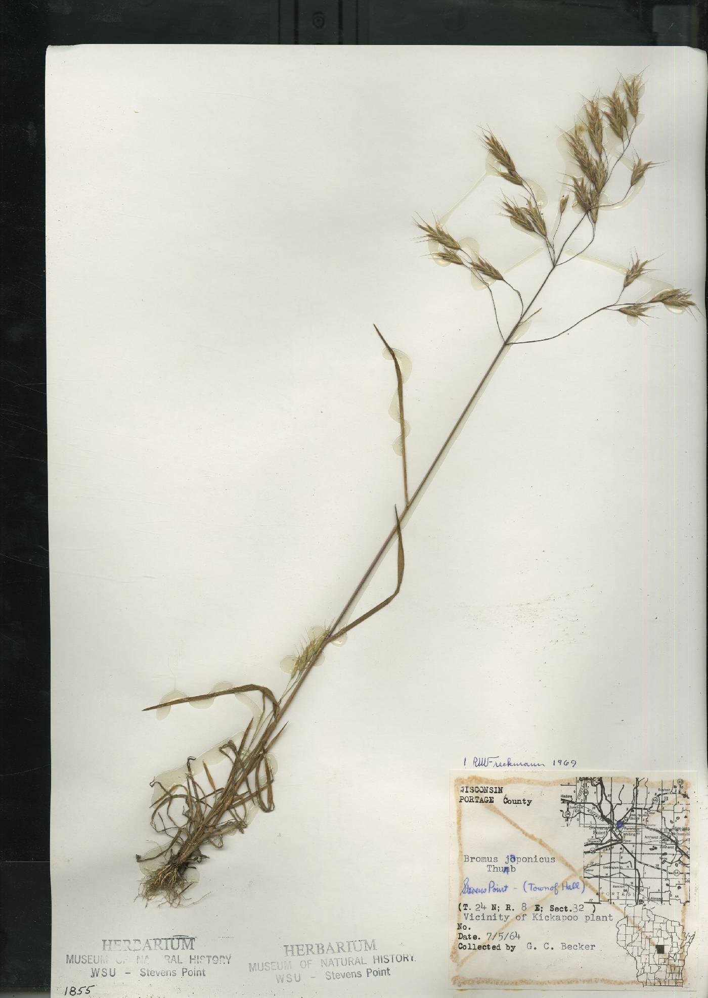 Bromus arvensis image