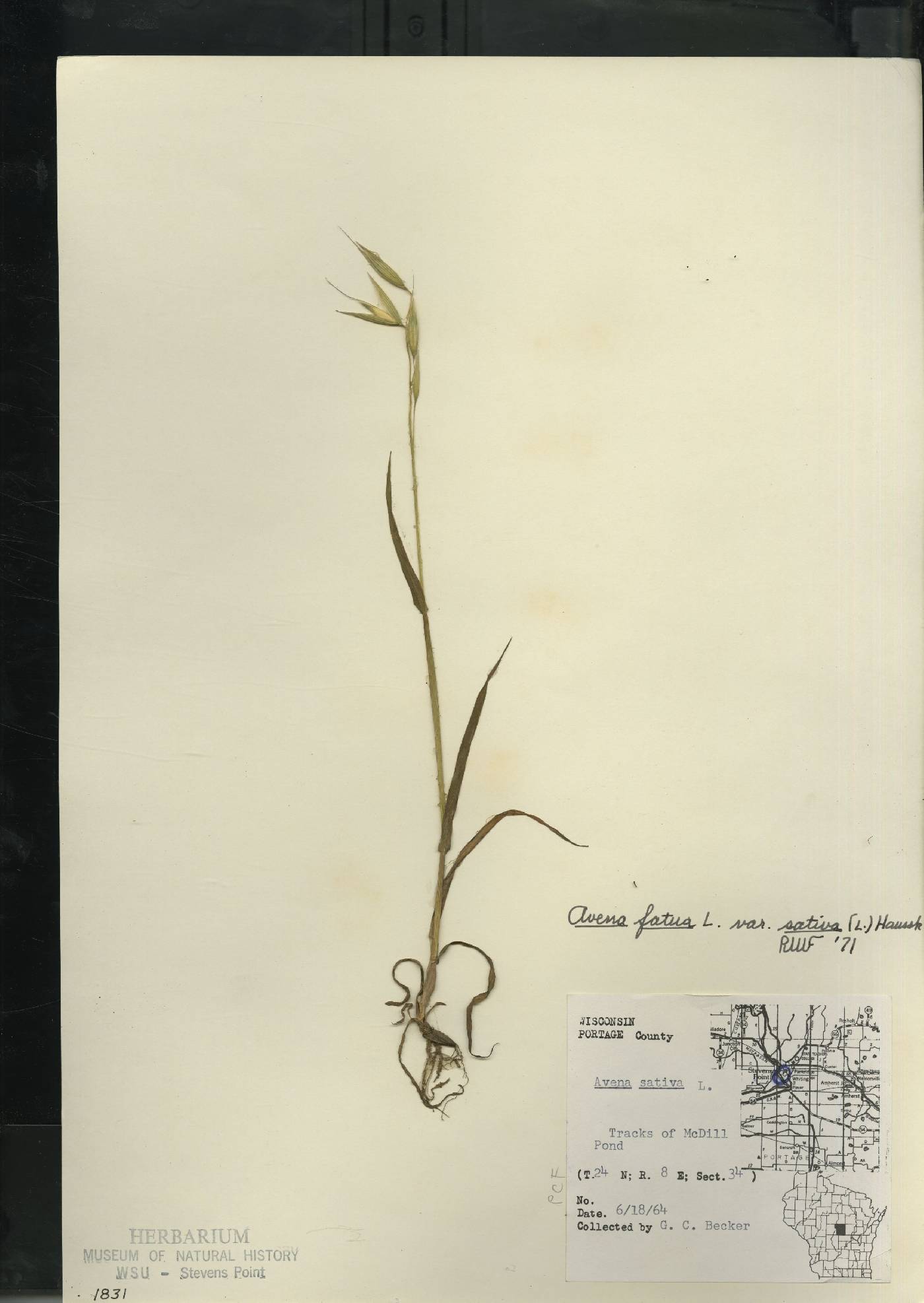 Avena sativa image