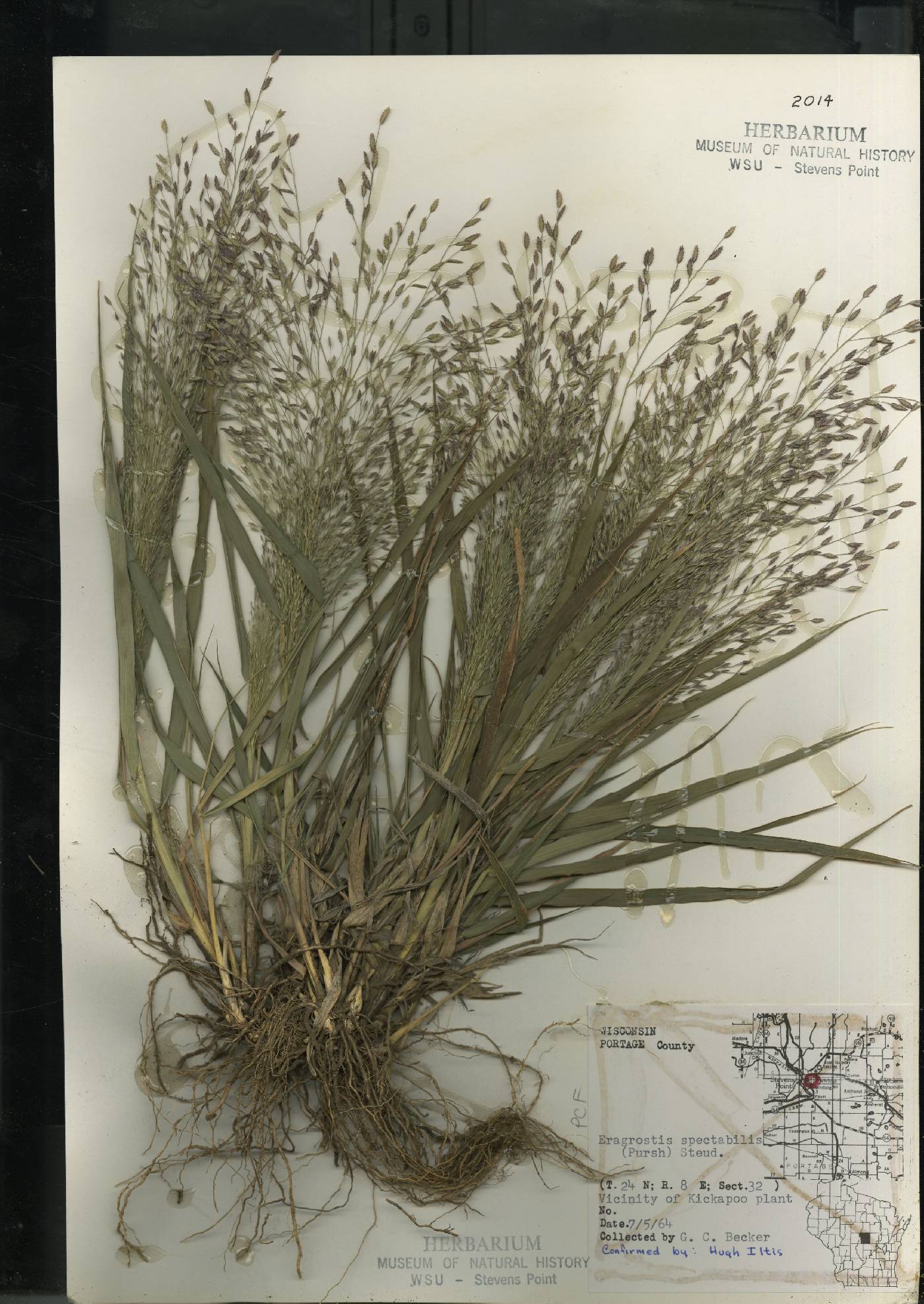 Eragrostis spectabilis image