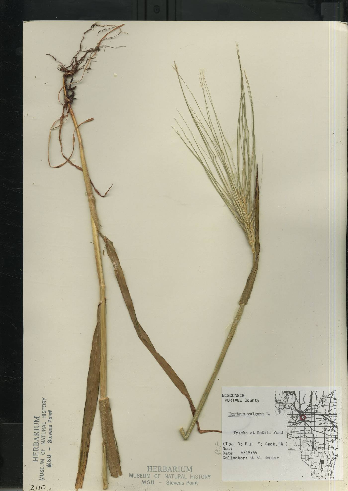 Hordeum vulgare image