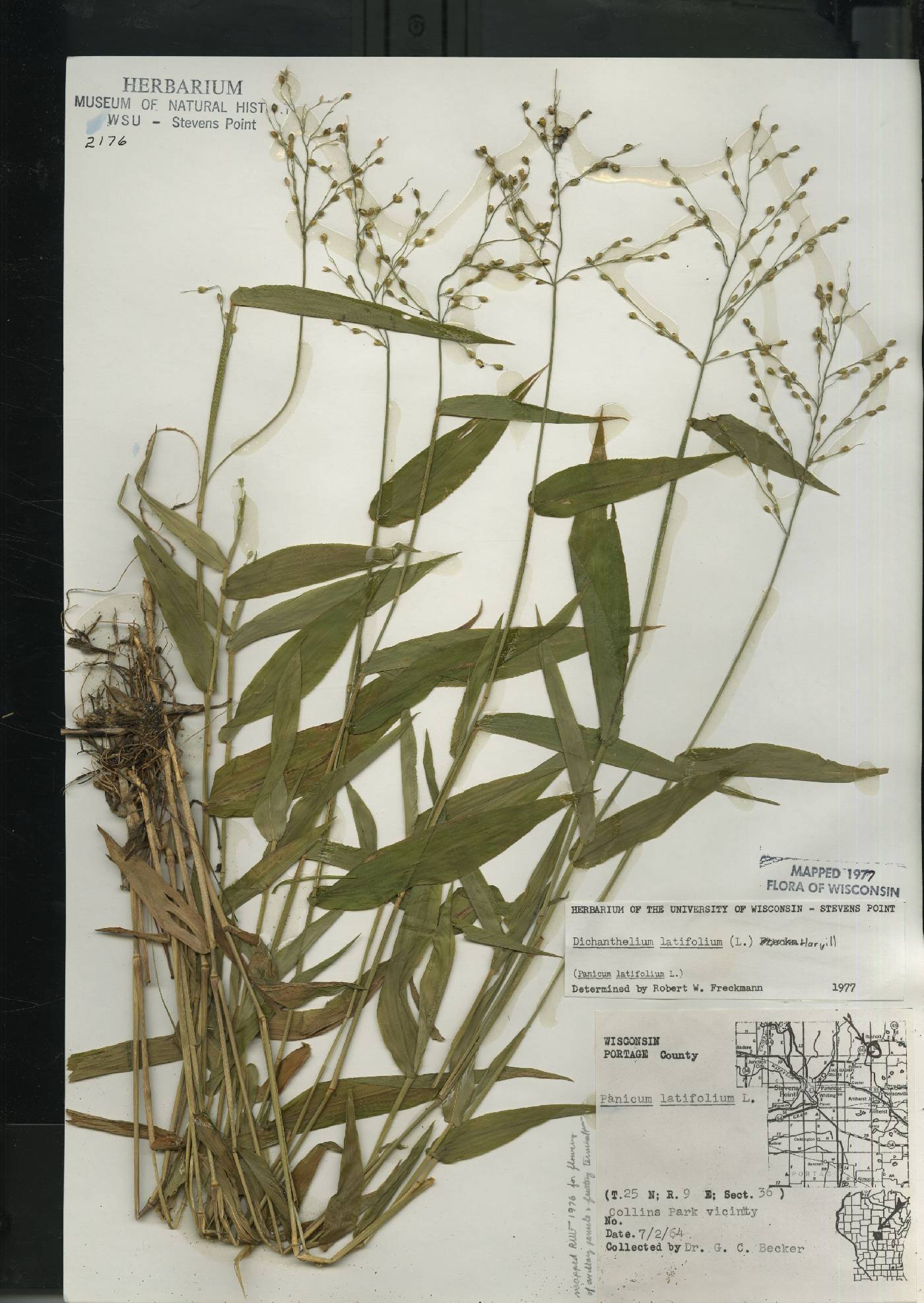 Dichanthelium latifolium image