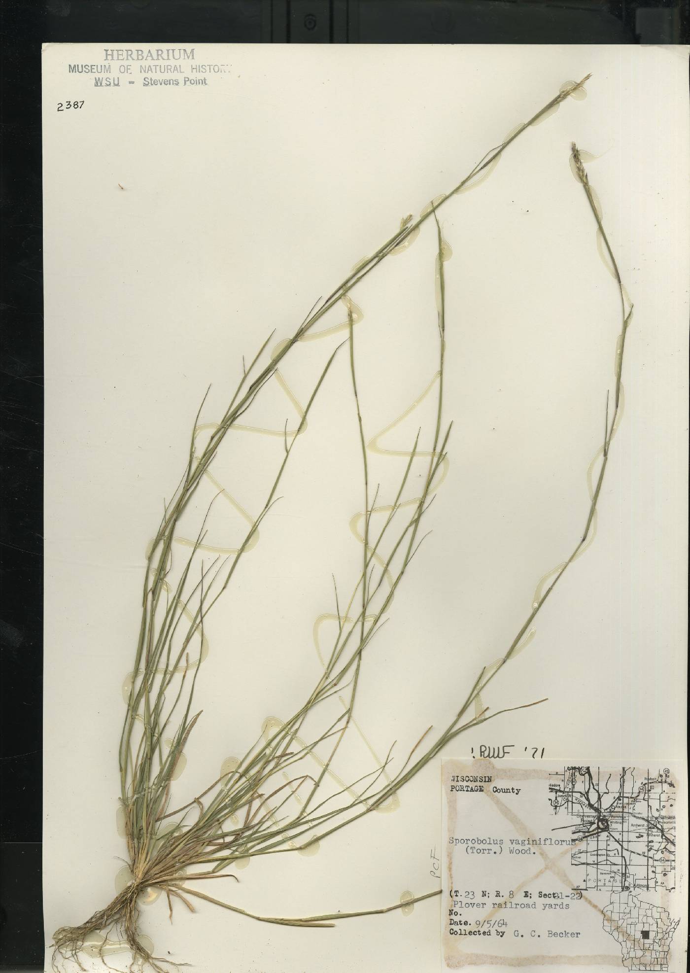 Sporobolus vaginiflorus var. vaginiflorus image
