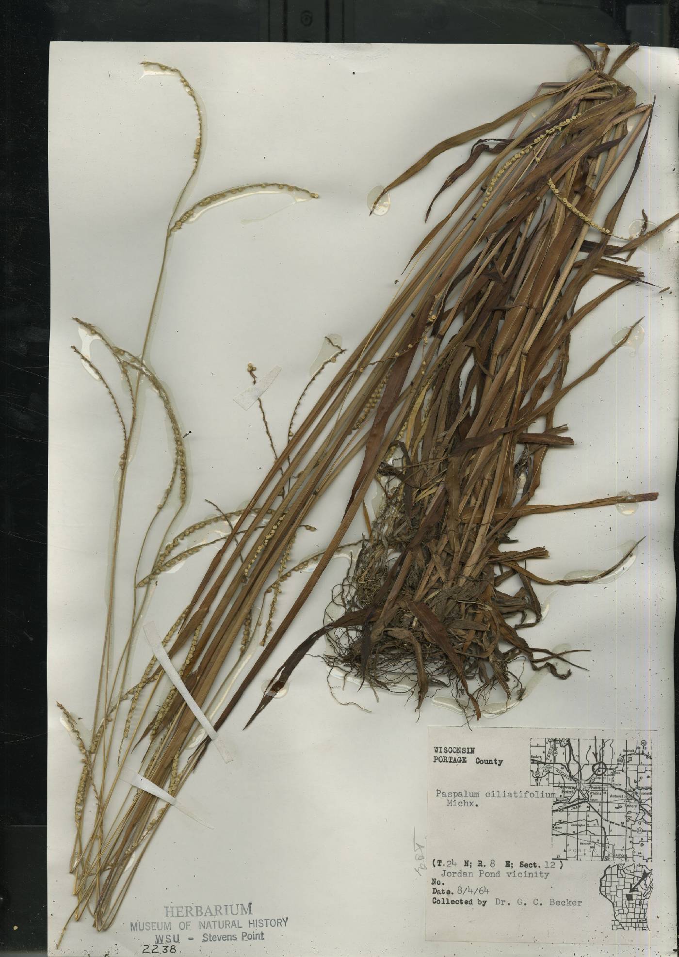 Paspalum setaceum image