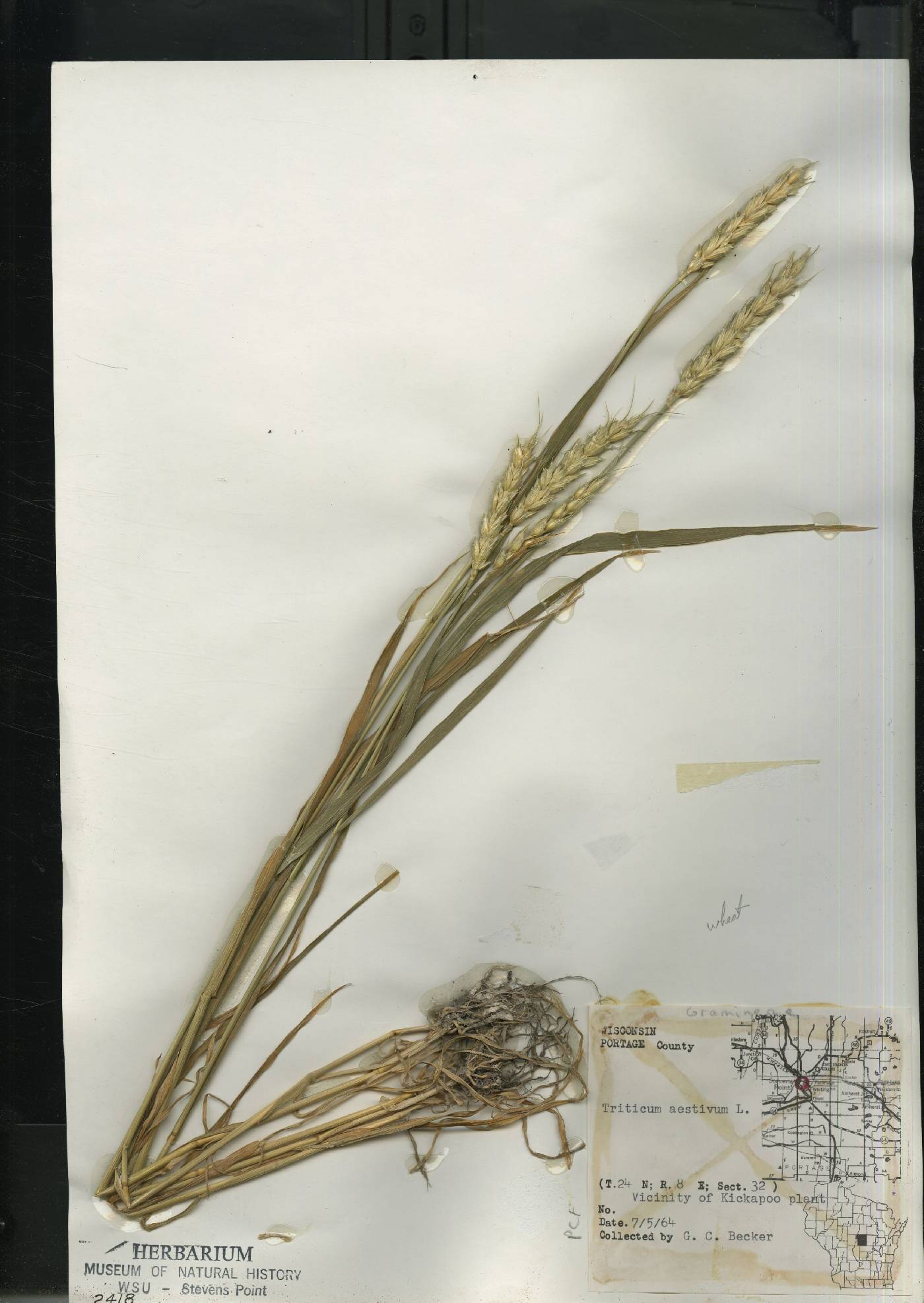 Triticum aestivum image