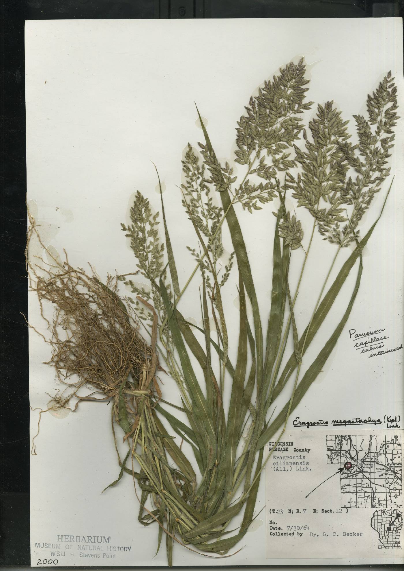 Eragrostis cilianensis image