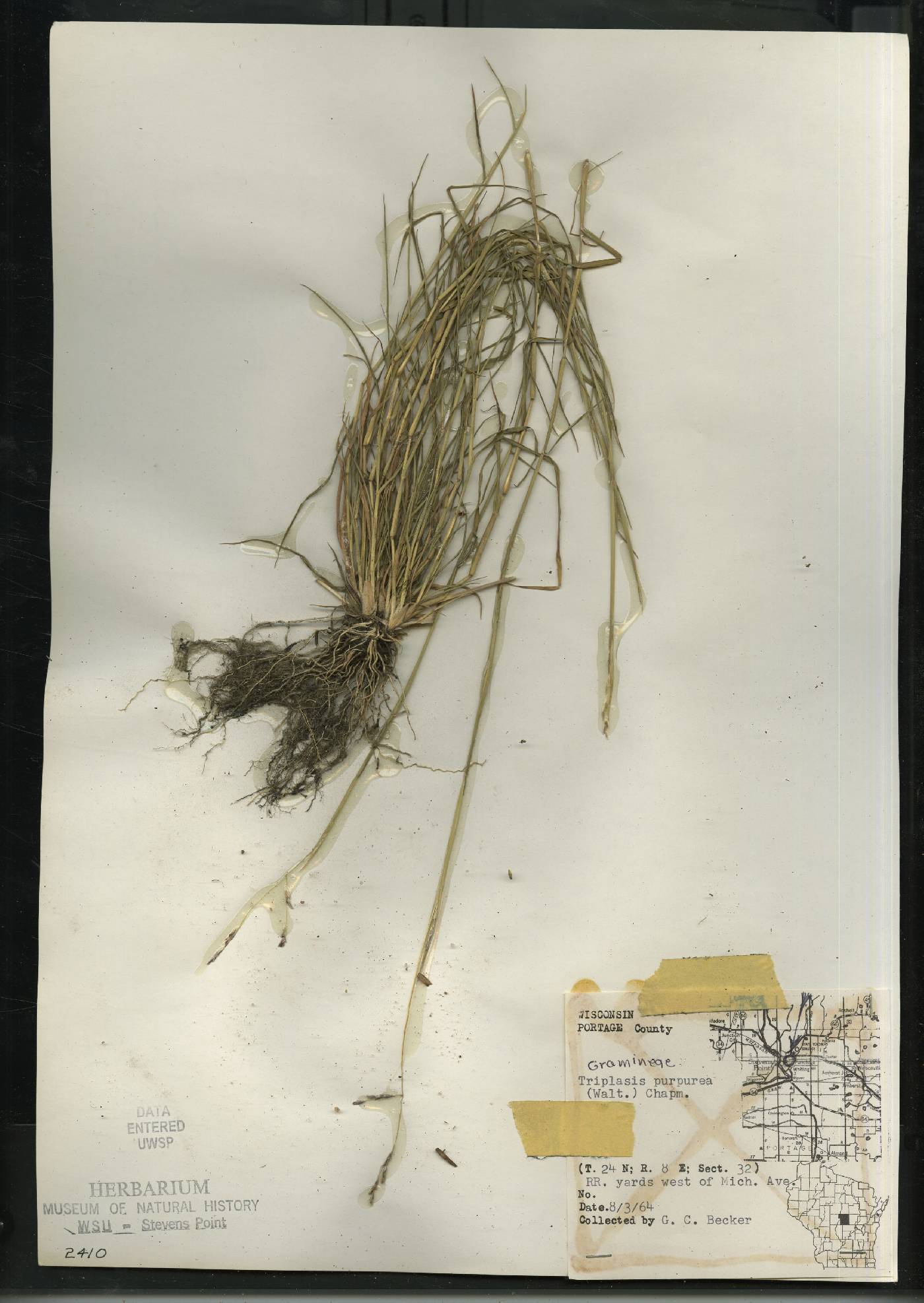 Triplasis purpurea image