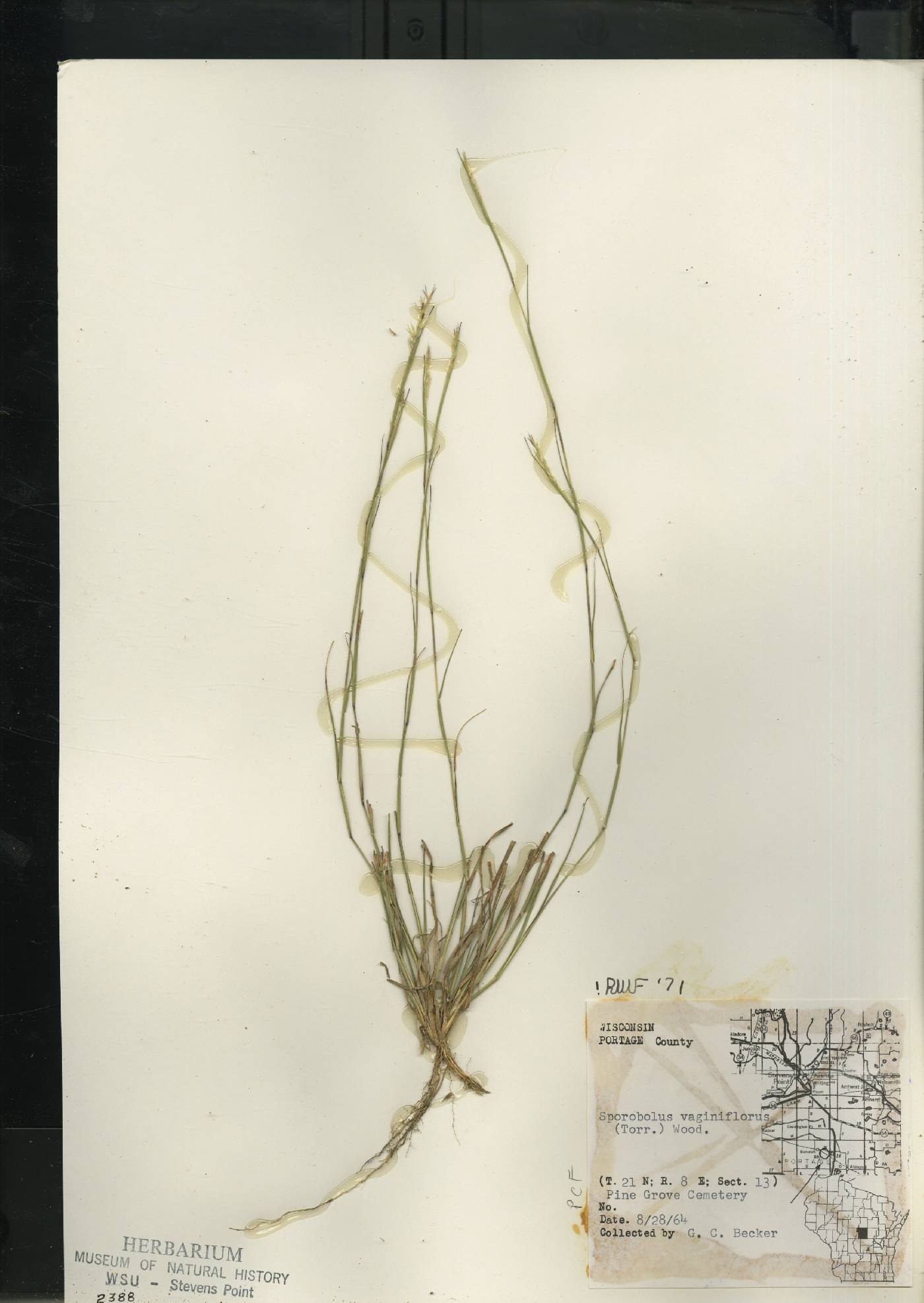 Sporobolus vaginiflorus var. vaginiflorus image
