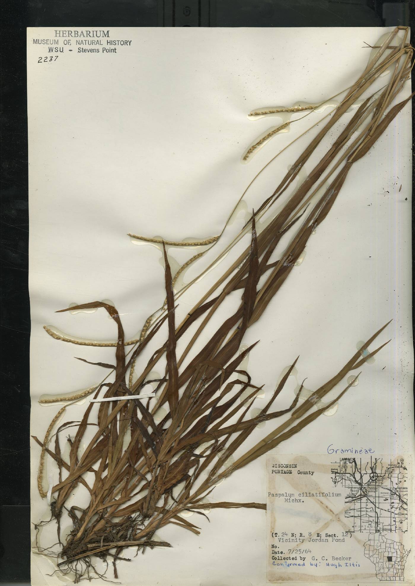 Paspalum setaceum image