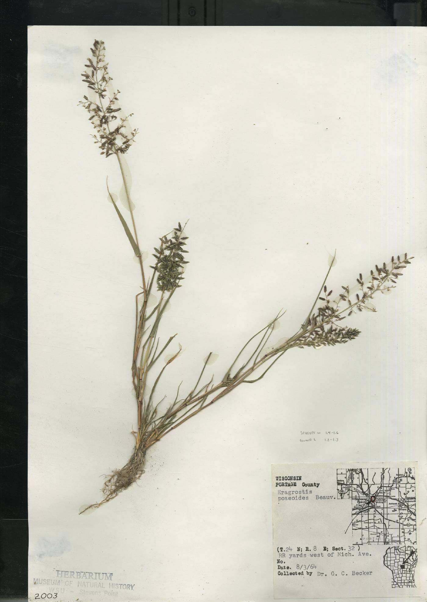 Eragrostis minor image