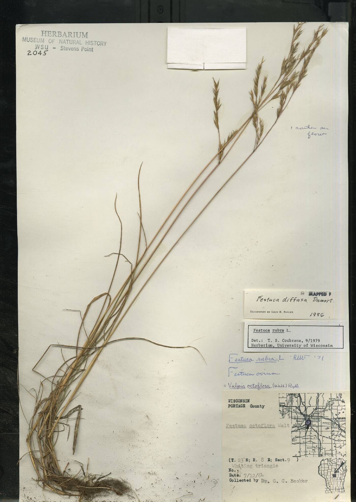 Festuca rubra image