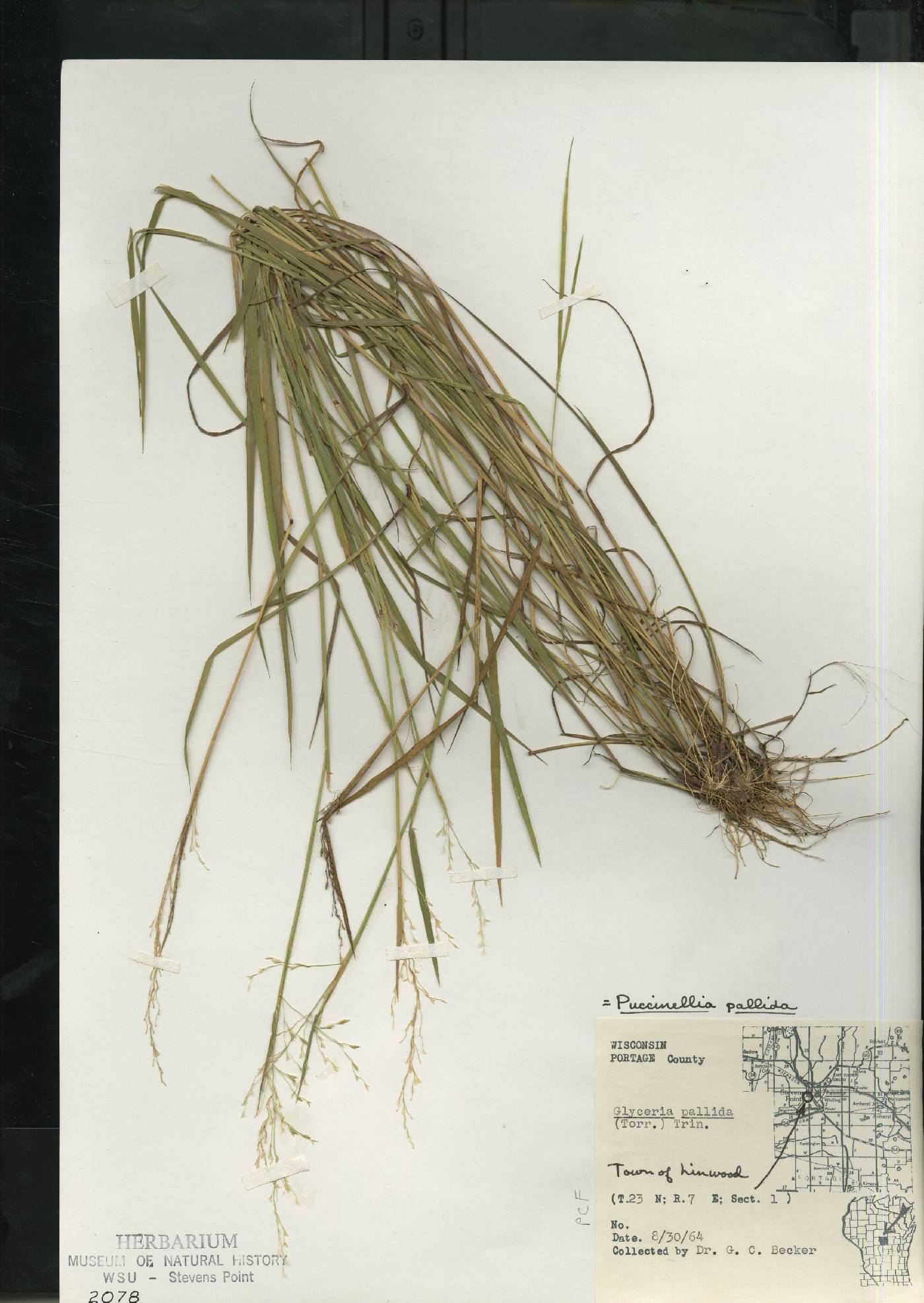 Torreyochloa pallida image
