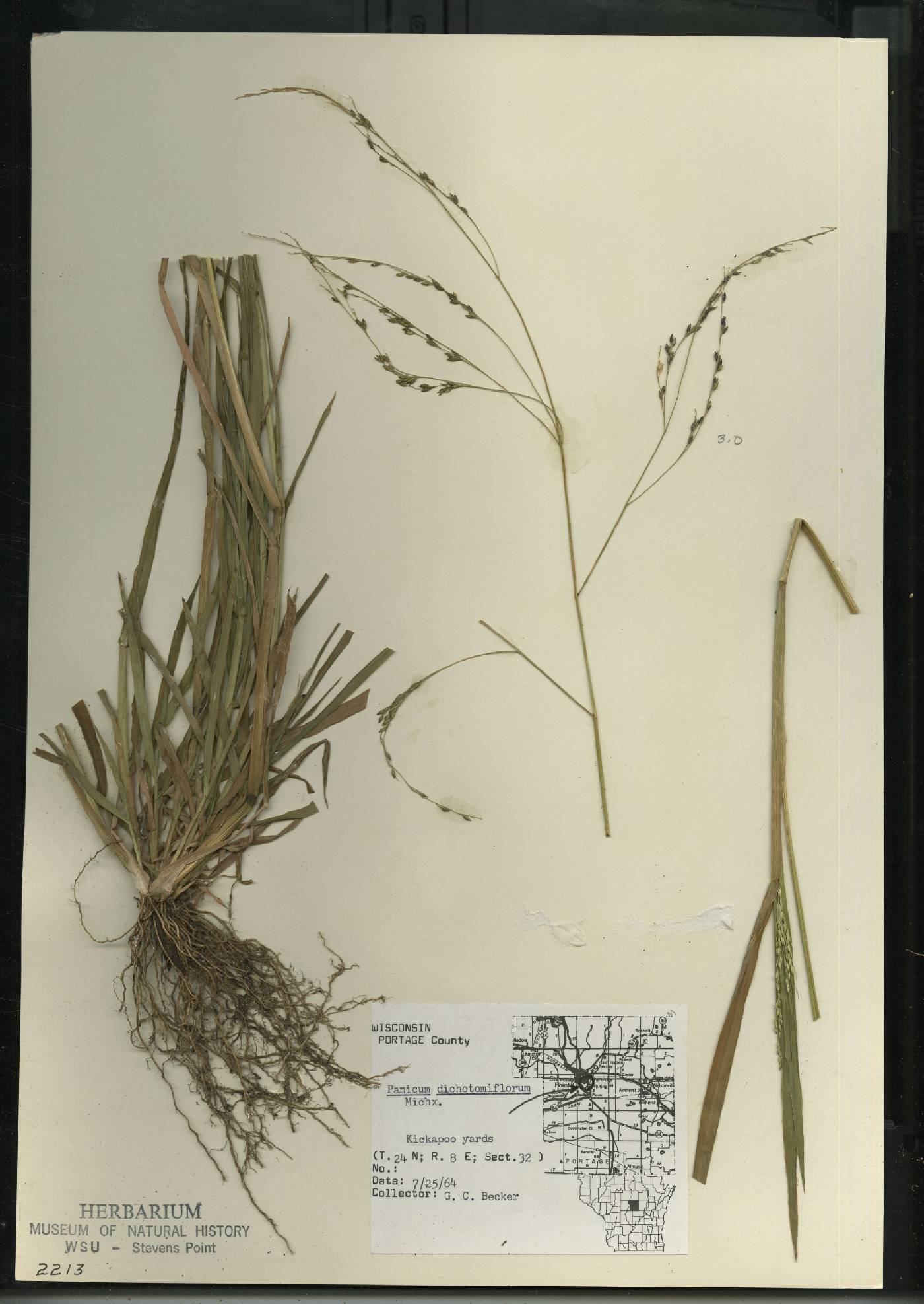 Panicum dichotomiflorum subsp. dichotomiflorum image