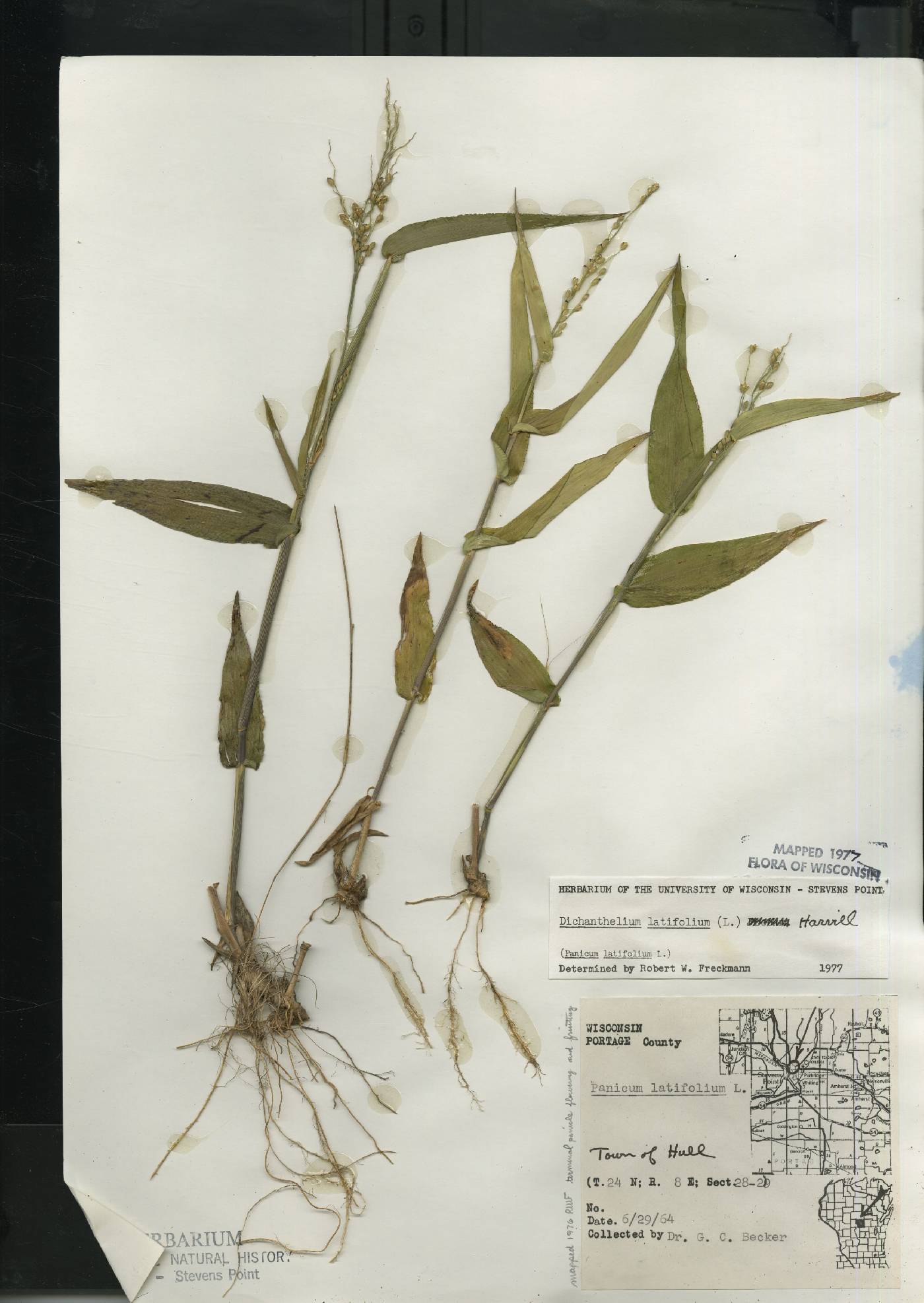 Dichanthelium latifolium image