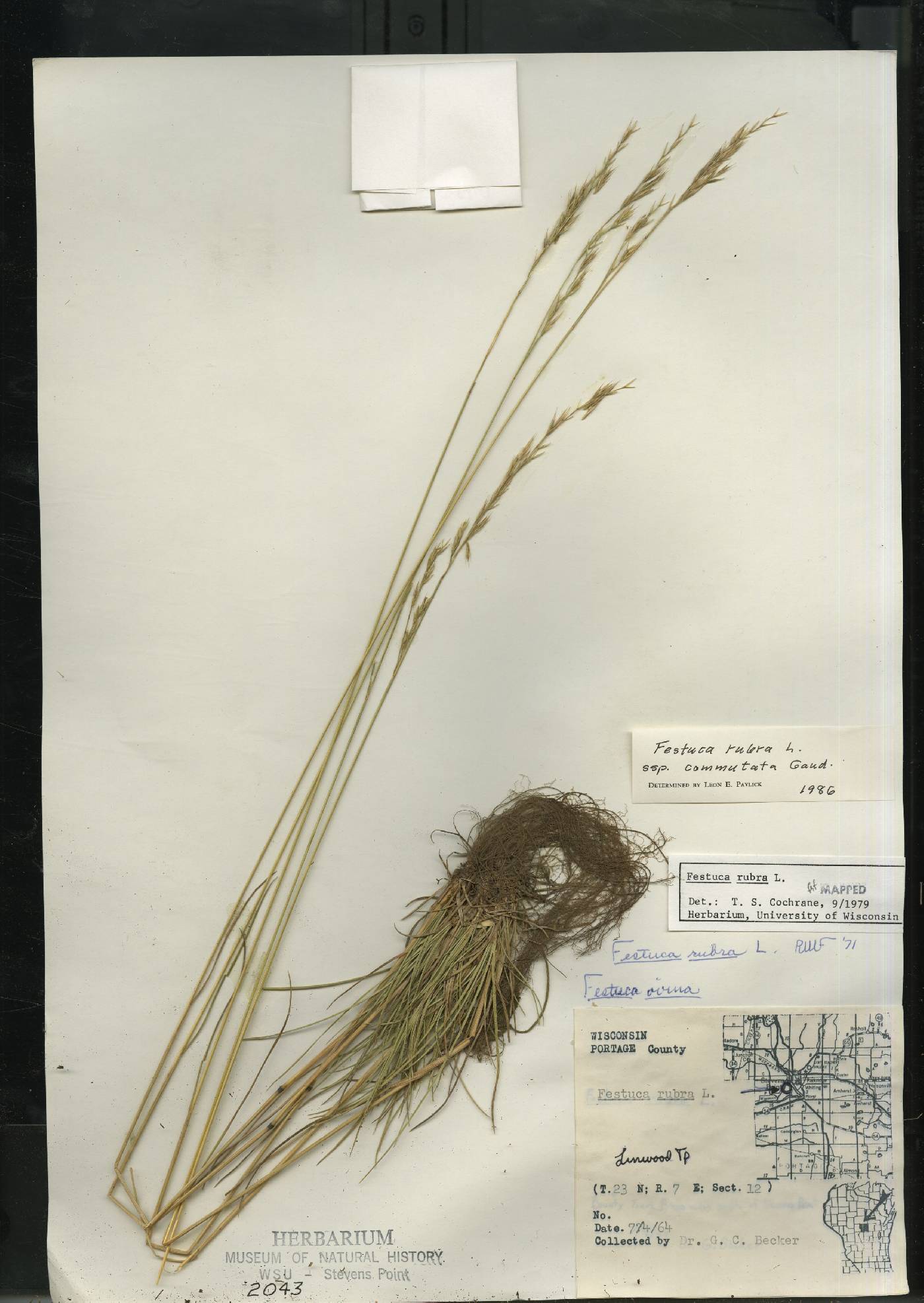 Festuca rubra subsp. fallax image