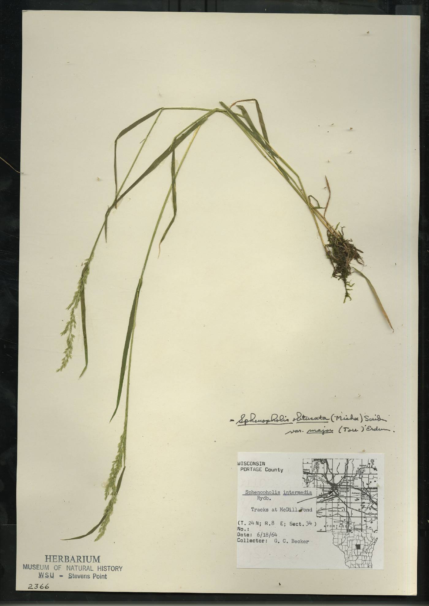 Sphenopholis intermedia image
