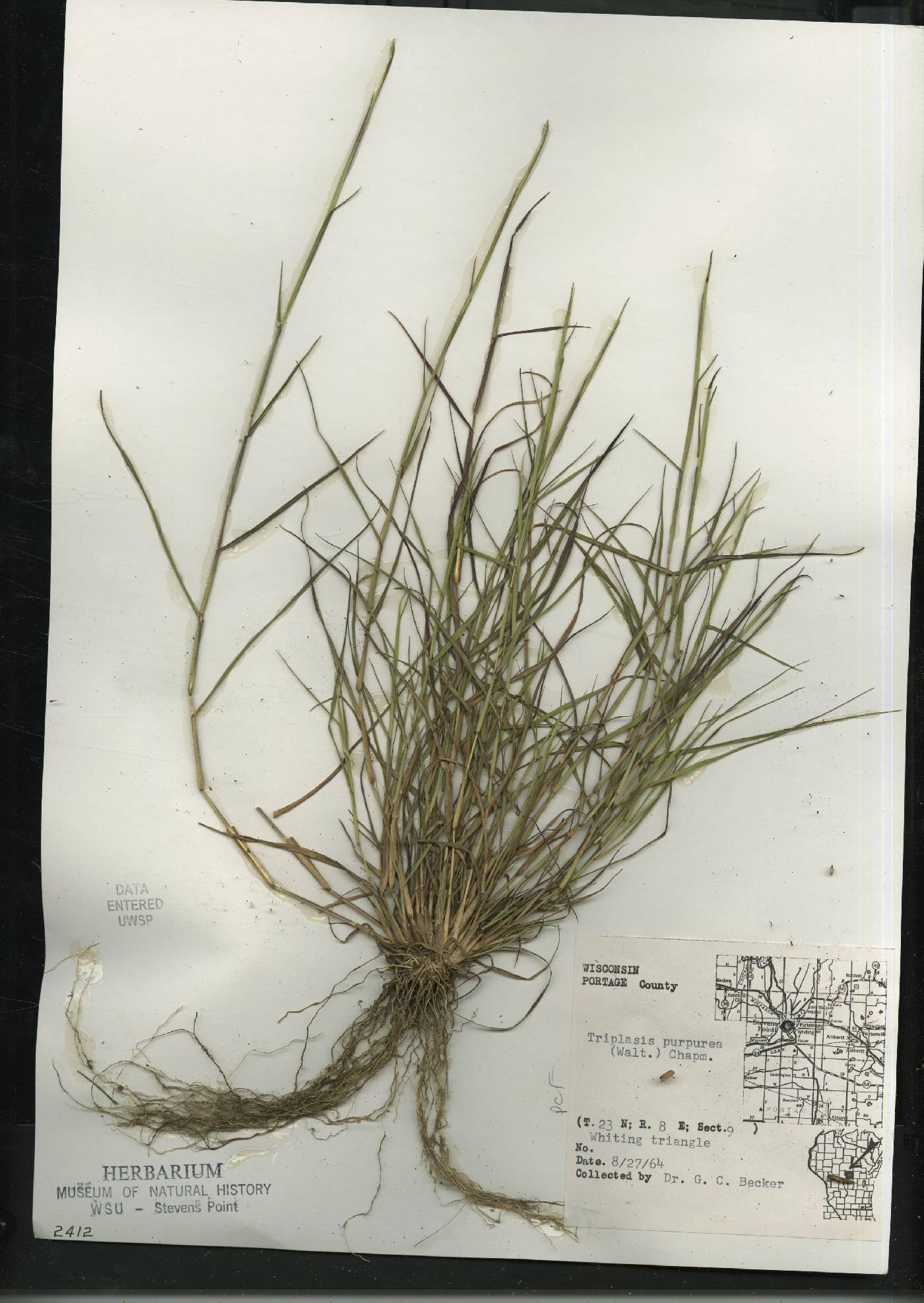 Triplasis purpurea image