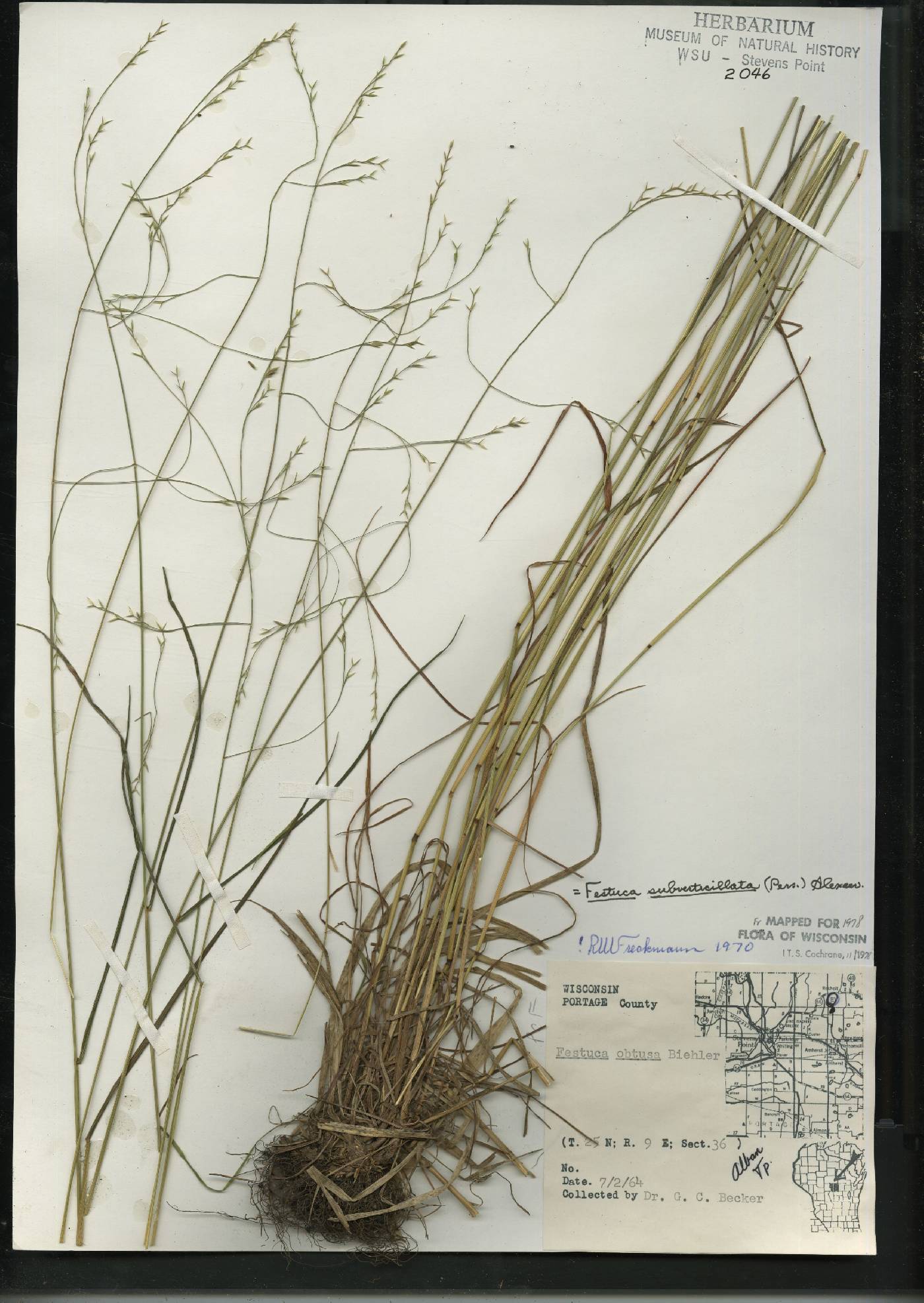 Festuca subverticillata image