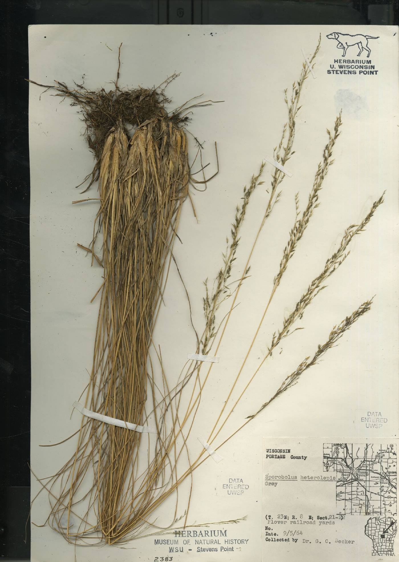 Sporobolus heterolepis image