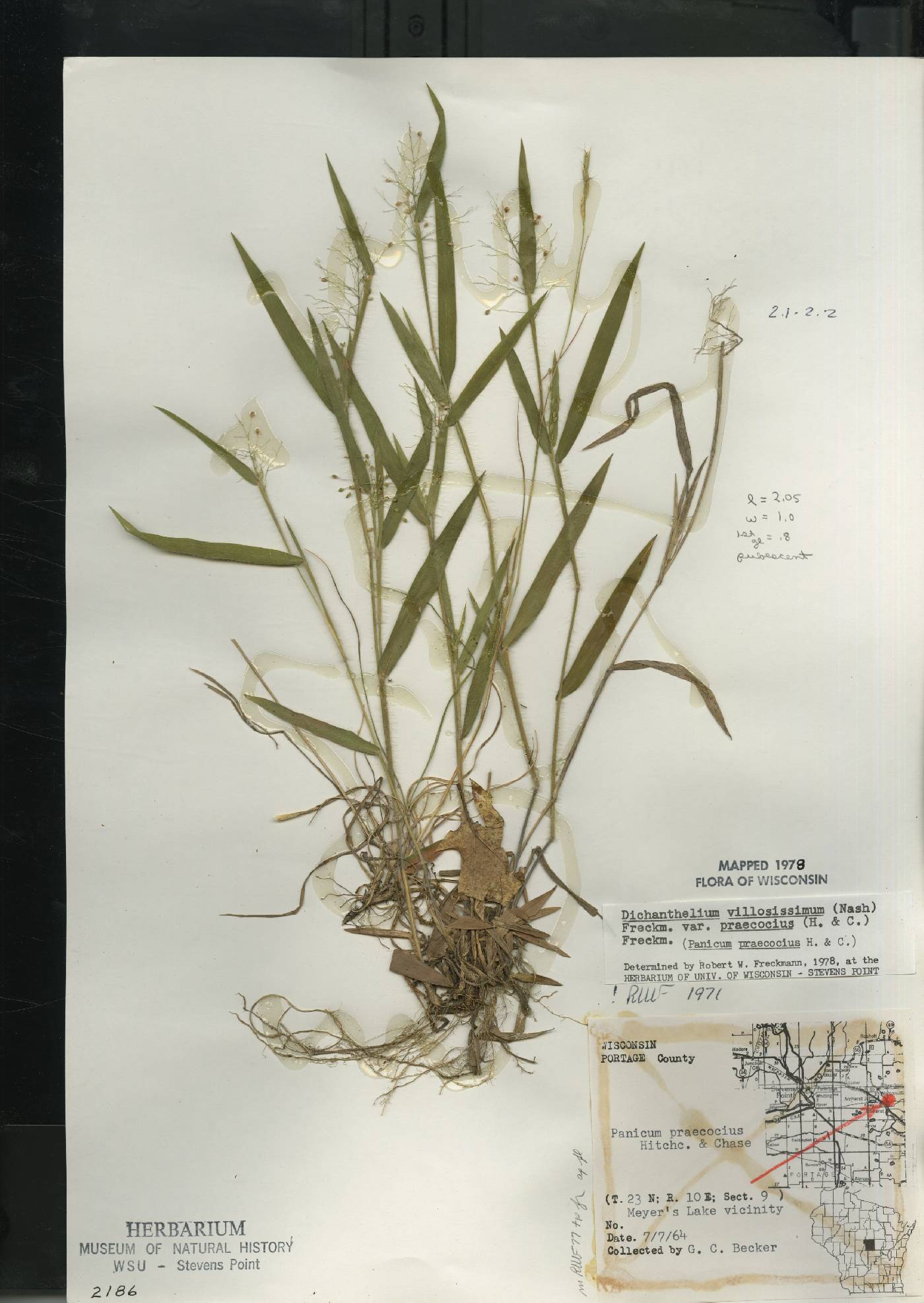 Dichanthelium villosissimum var. praecocius image