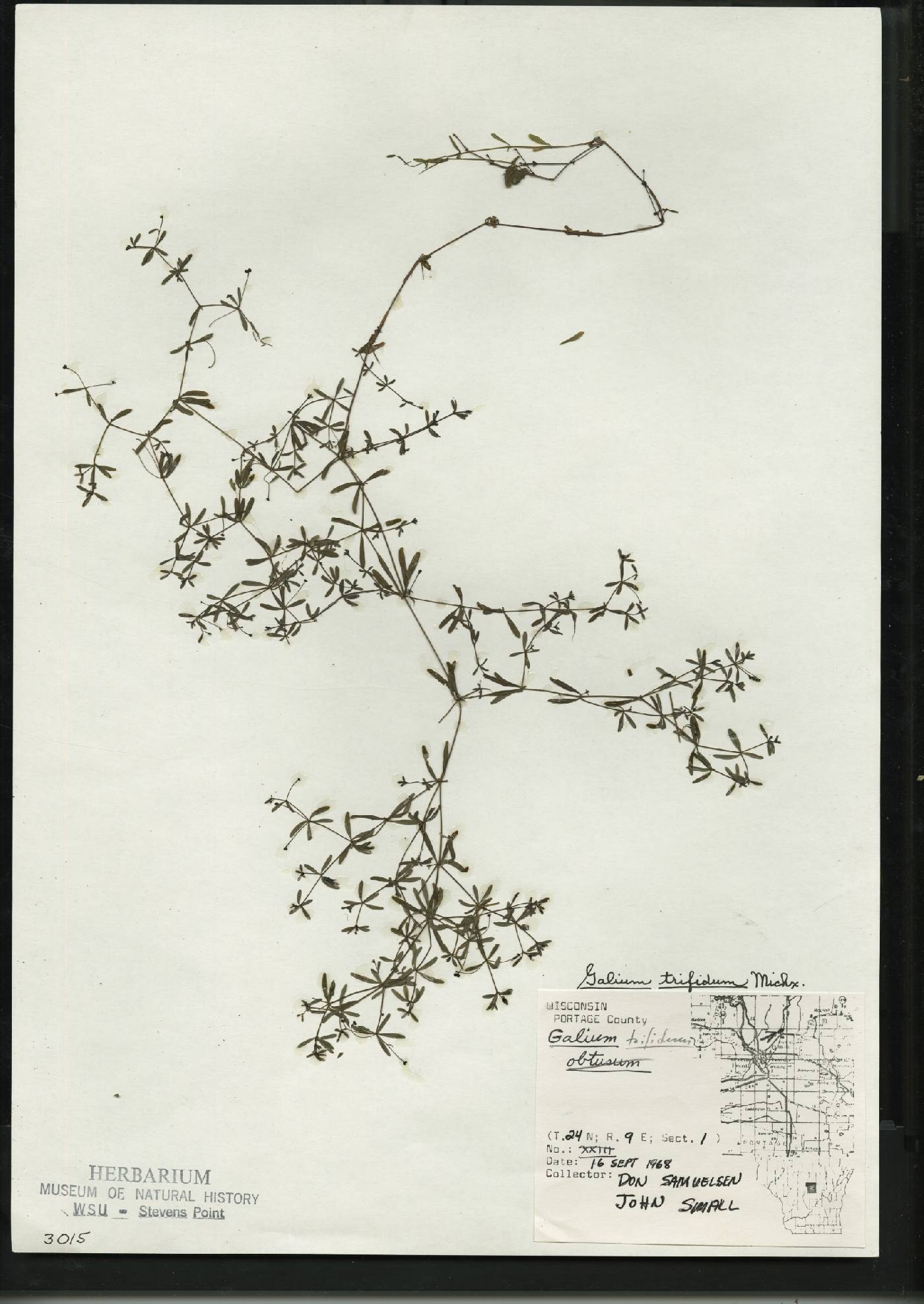 Galium trifidum image