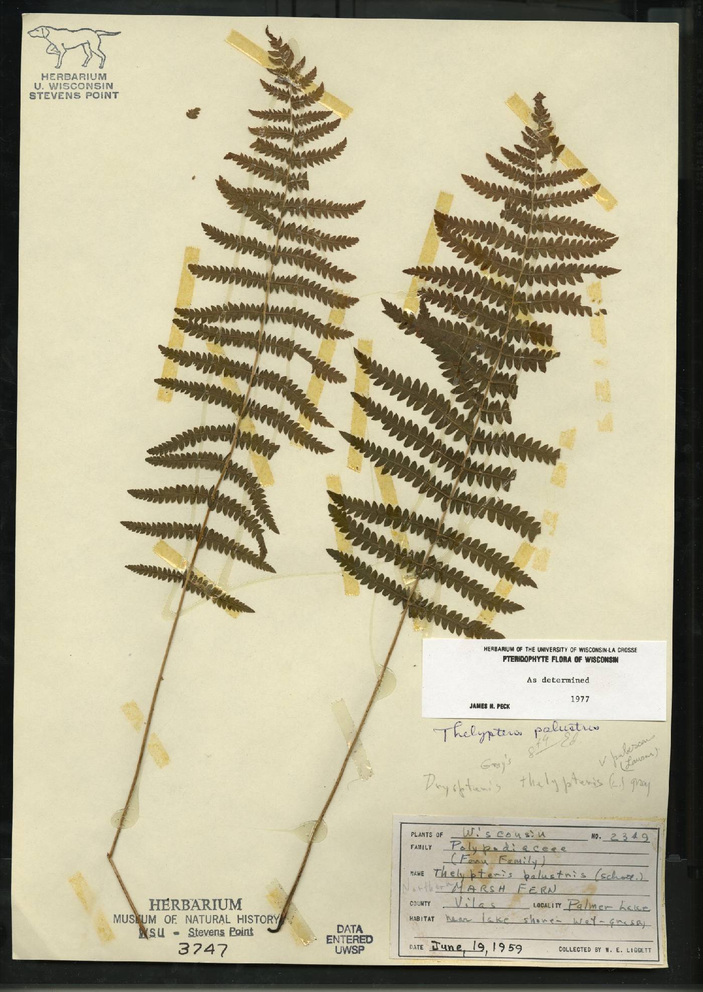 Thelypteris palustris var. pubescens image