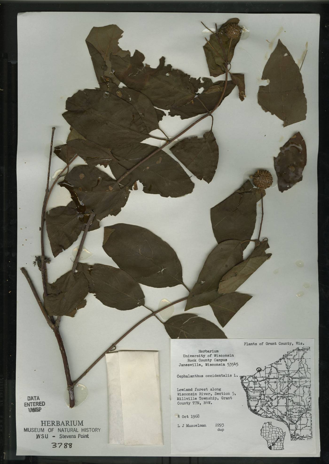 Cephalanthus occidentalis image