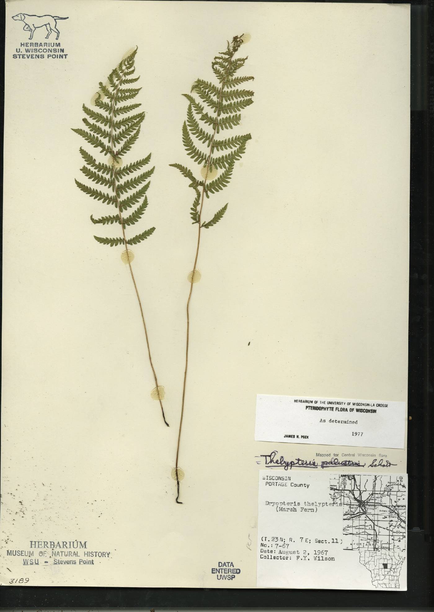 Thelypteris palustris var. pubescens image