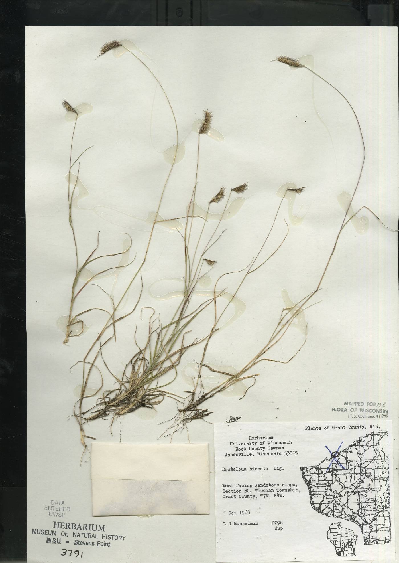 Bouteloua hirsuta subsp. hirsuta image