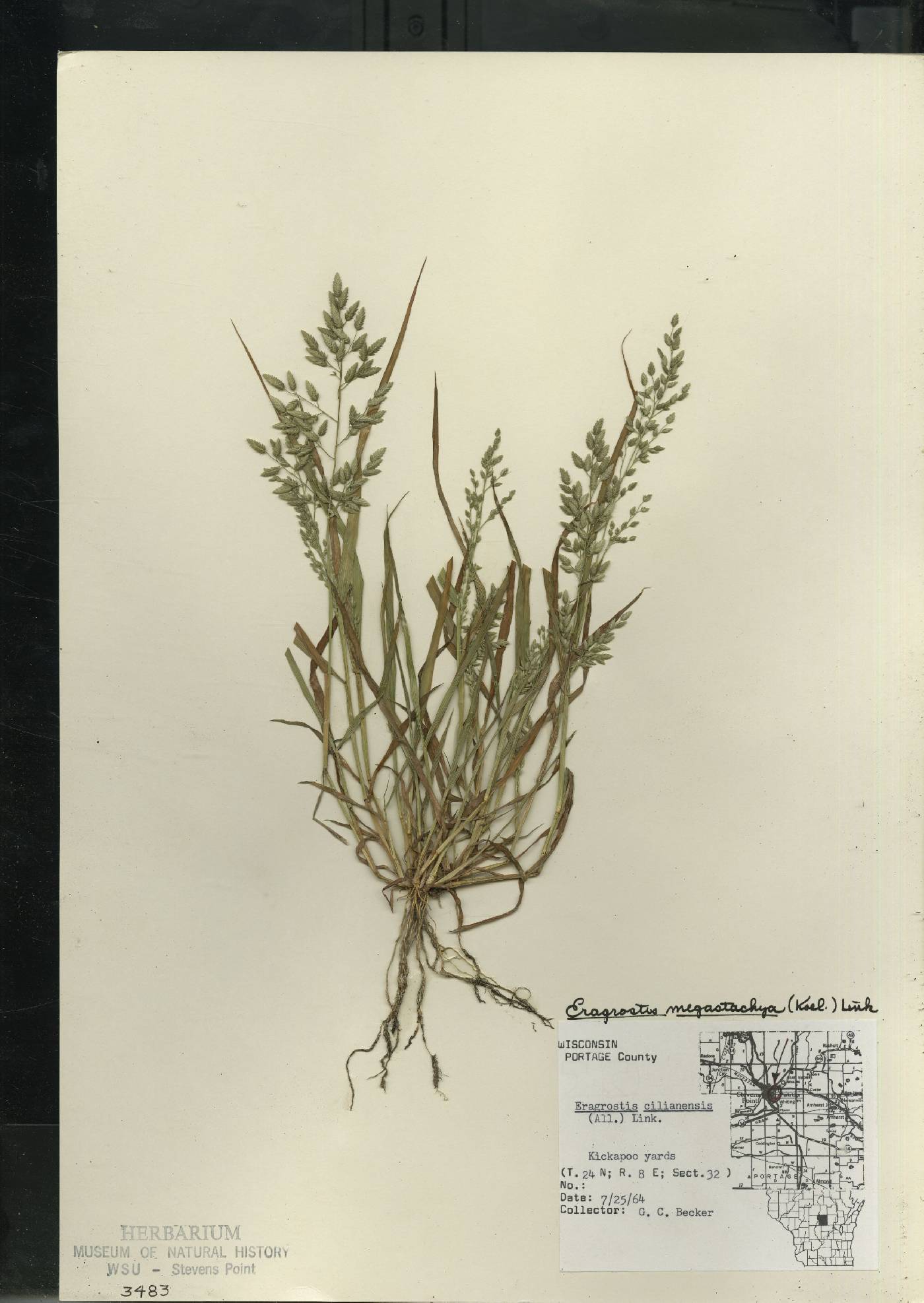 Eragrostis cilianensis image