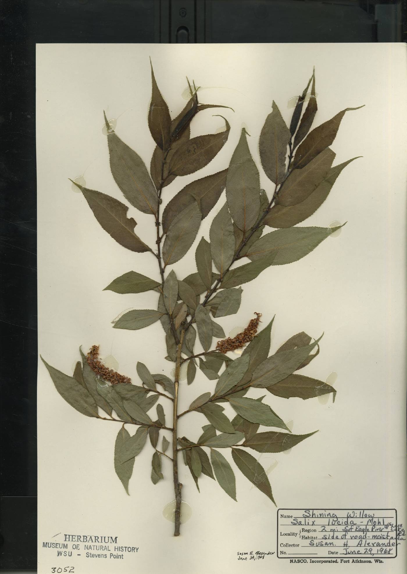 Salix lucida image