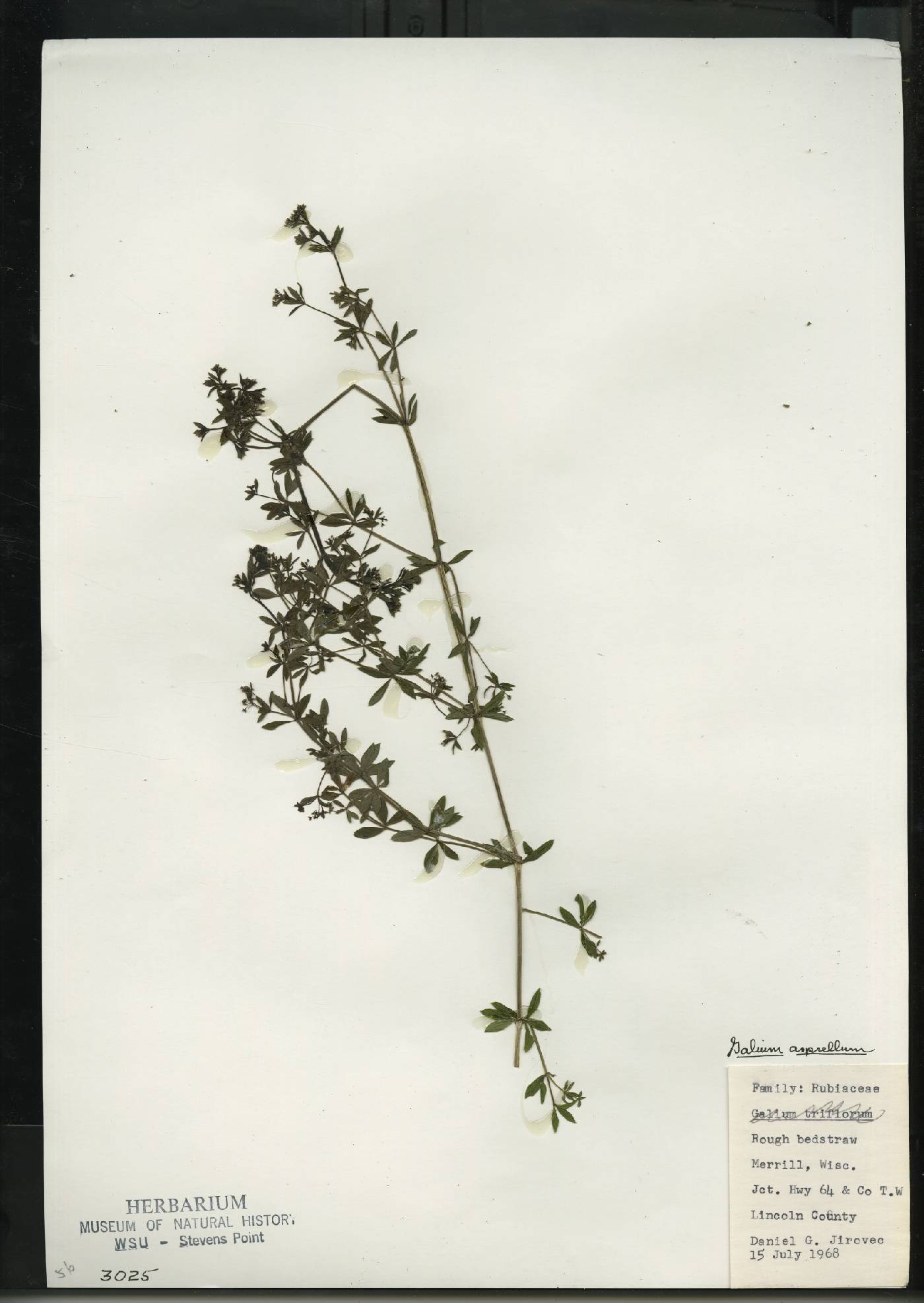 Galium asprellum image