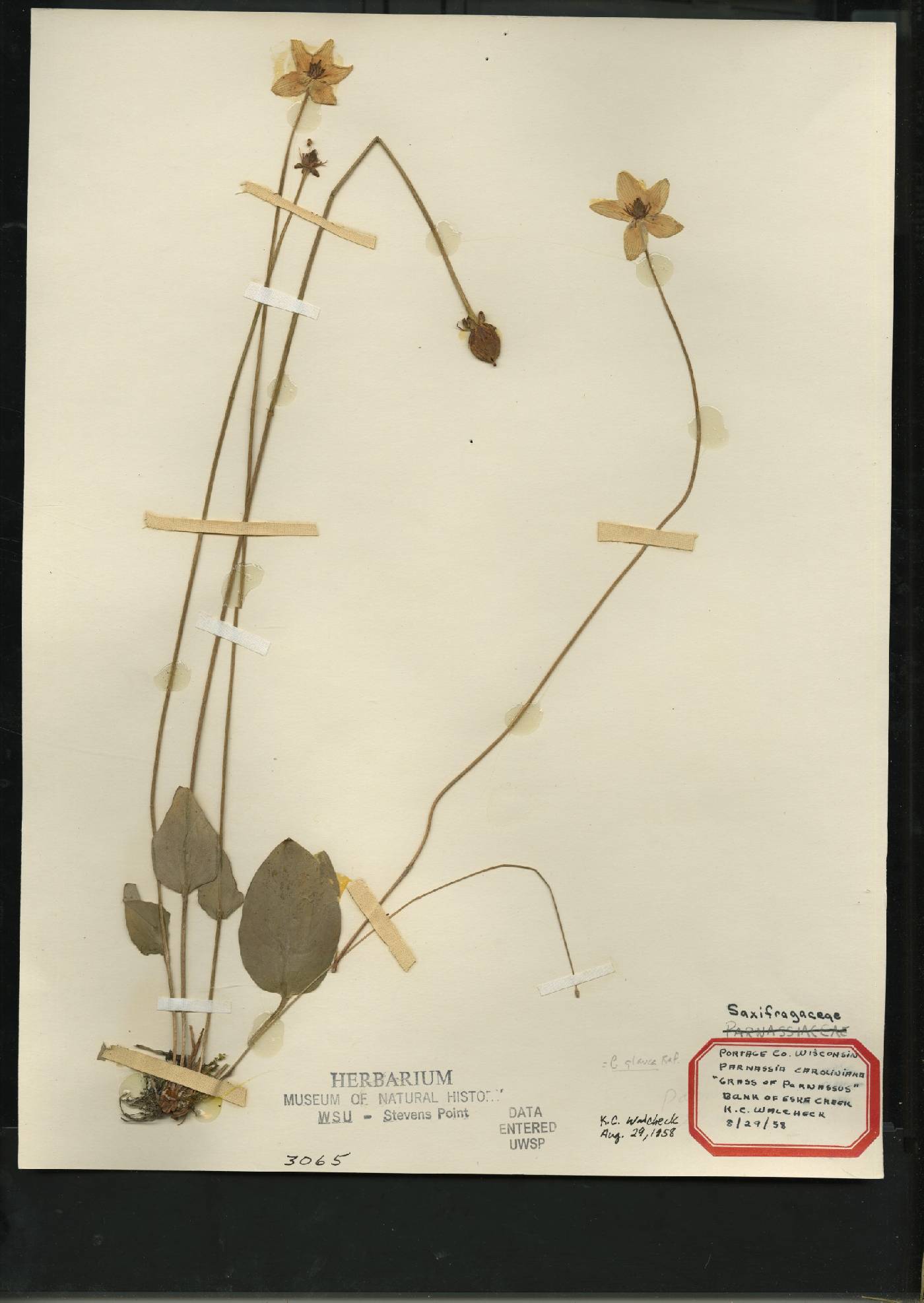 Parnassia glauca image