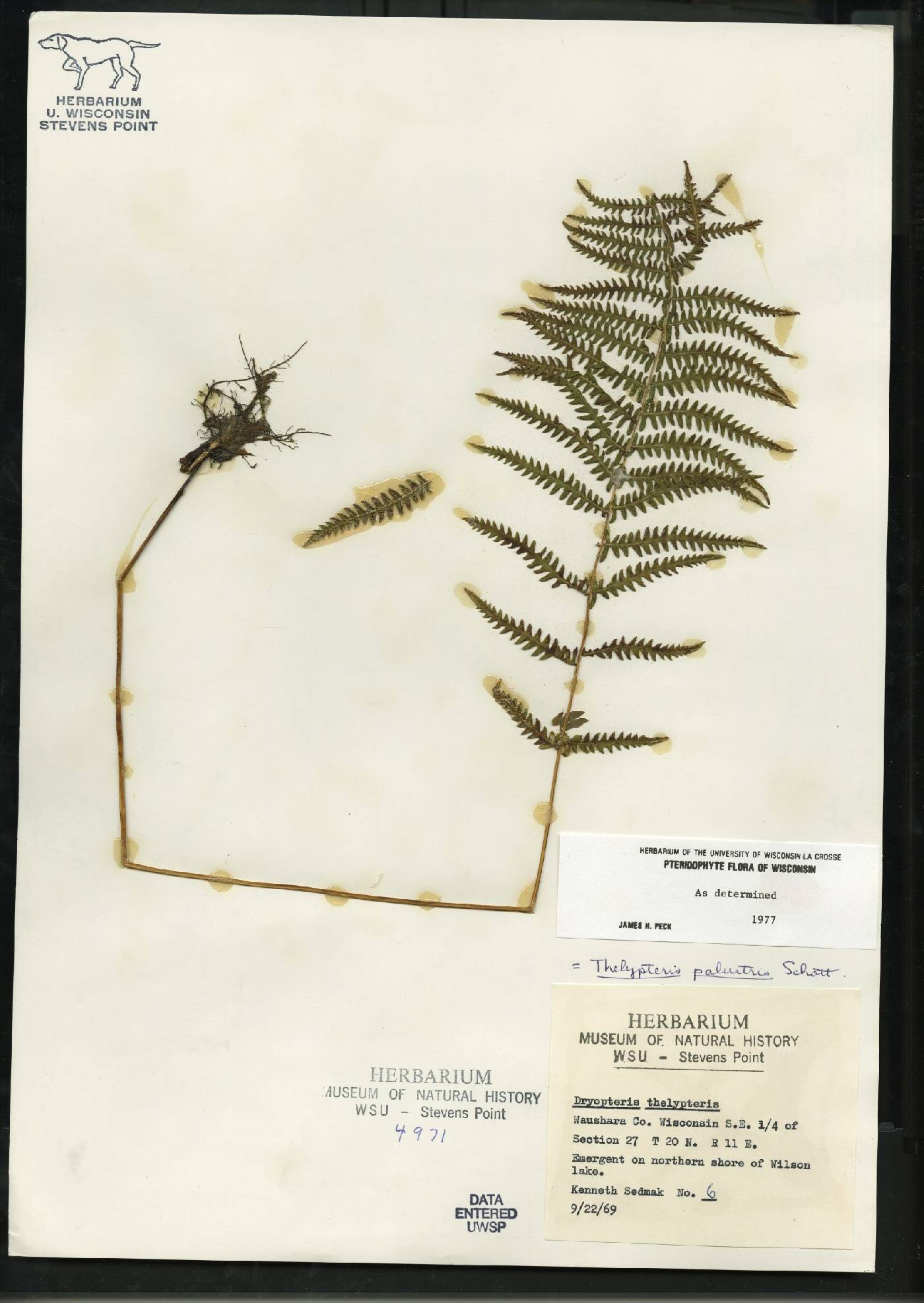 Thelypteris palustris var. pubescens image