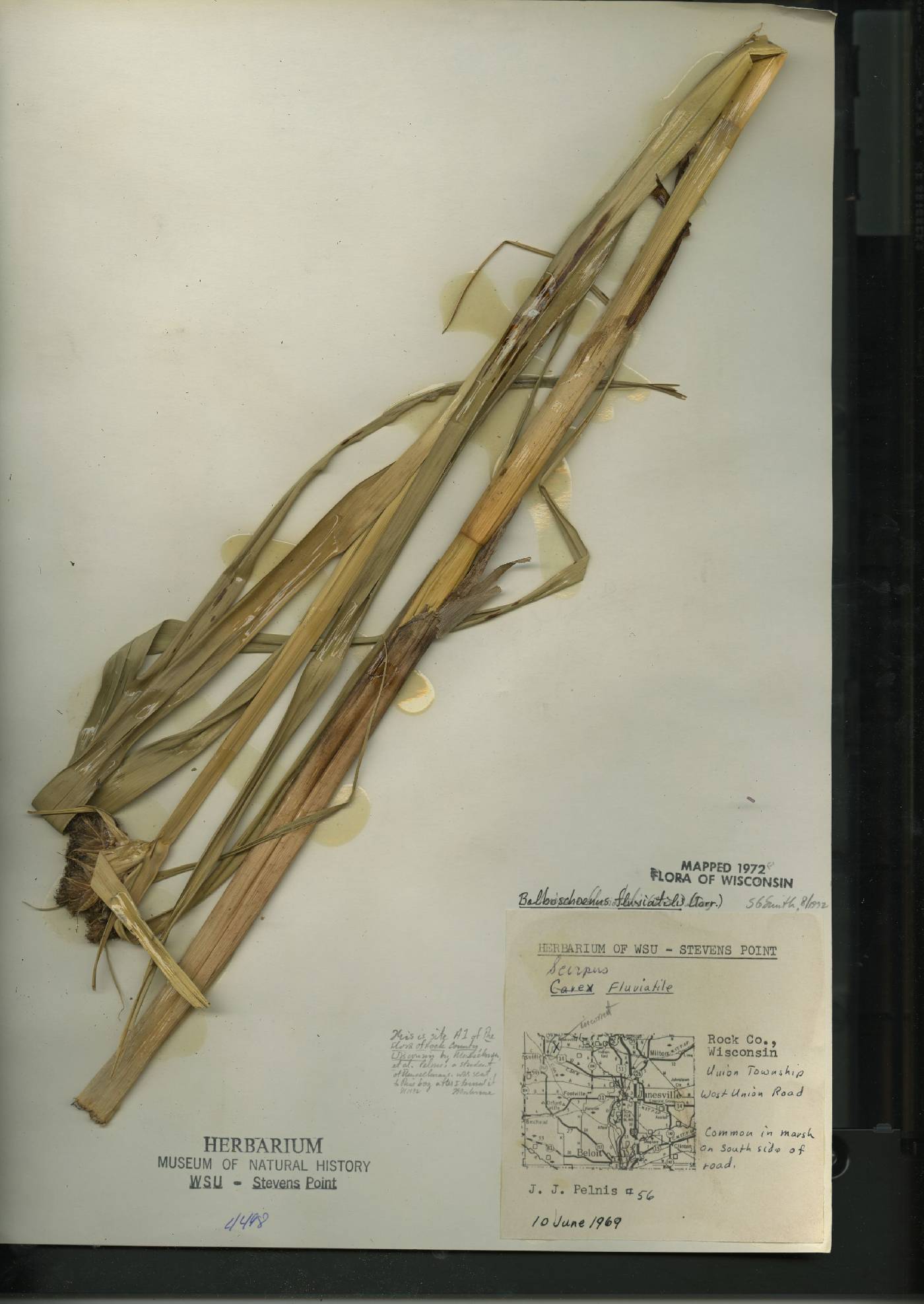 Bolboschoenus fluviatilis image