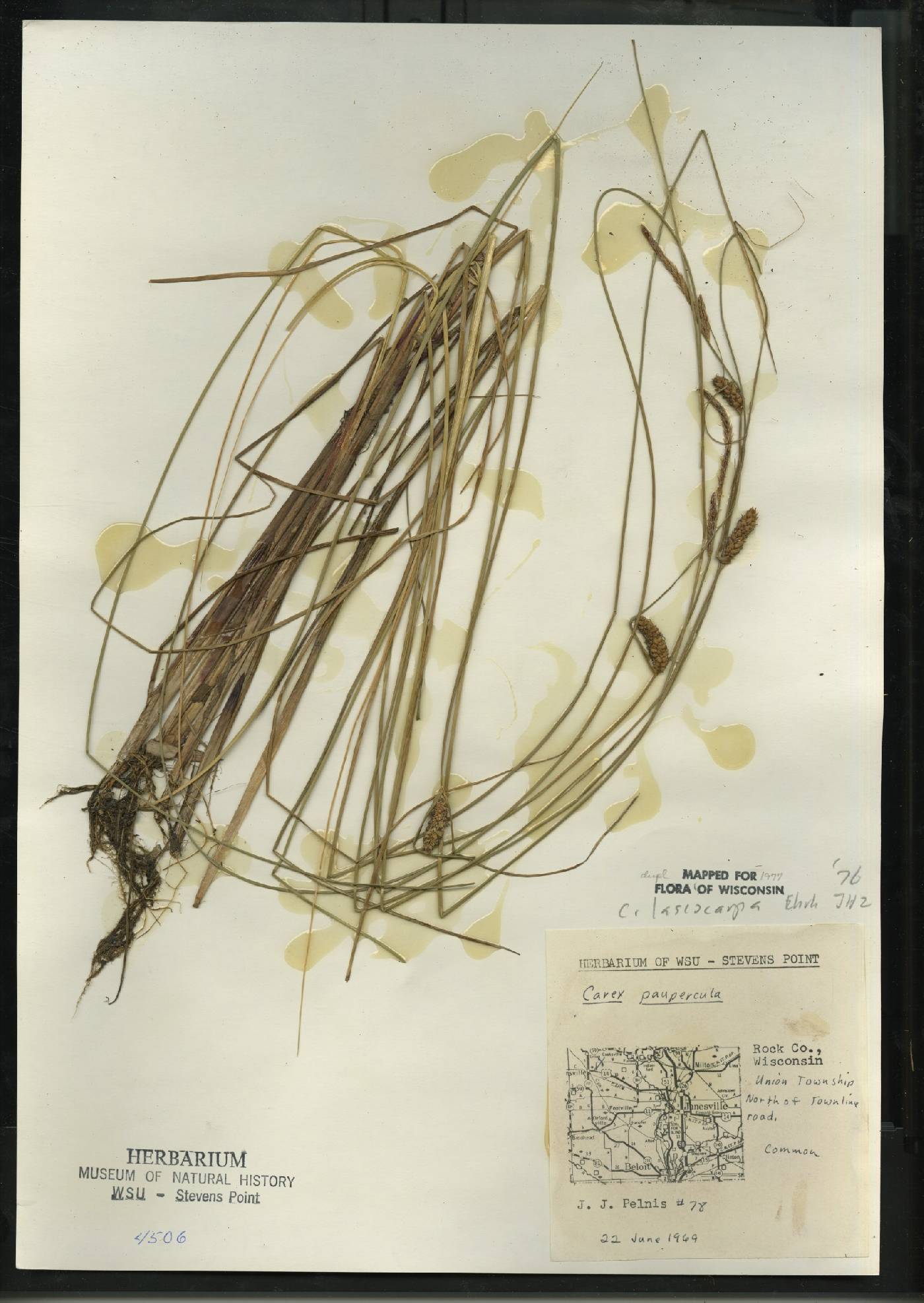Carex lasiocarpa subsp. americana image