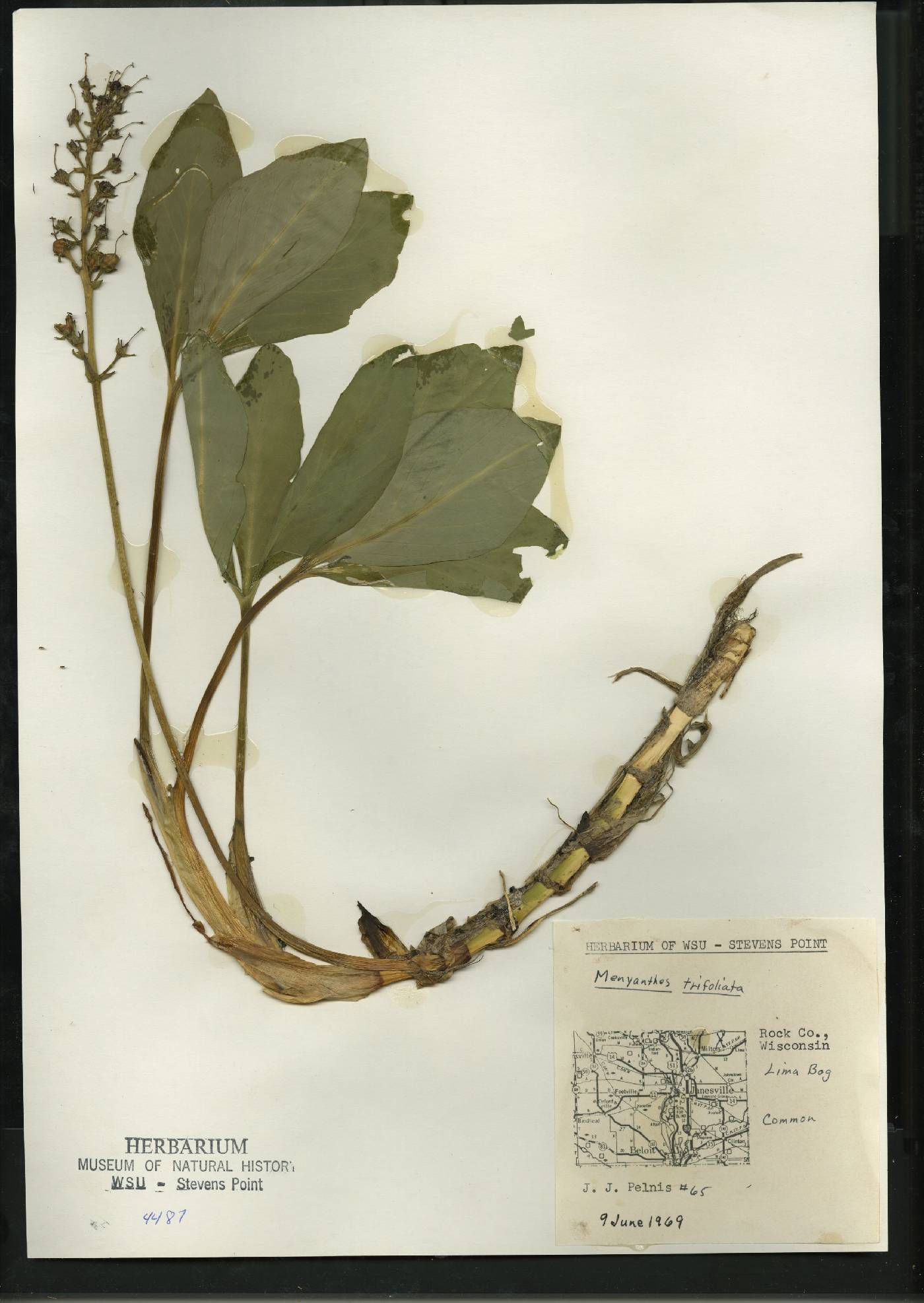 Menyanthes trifoliata image